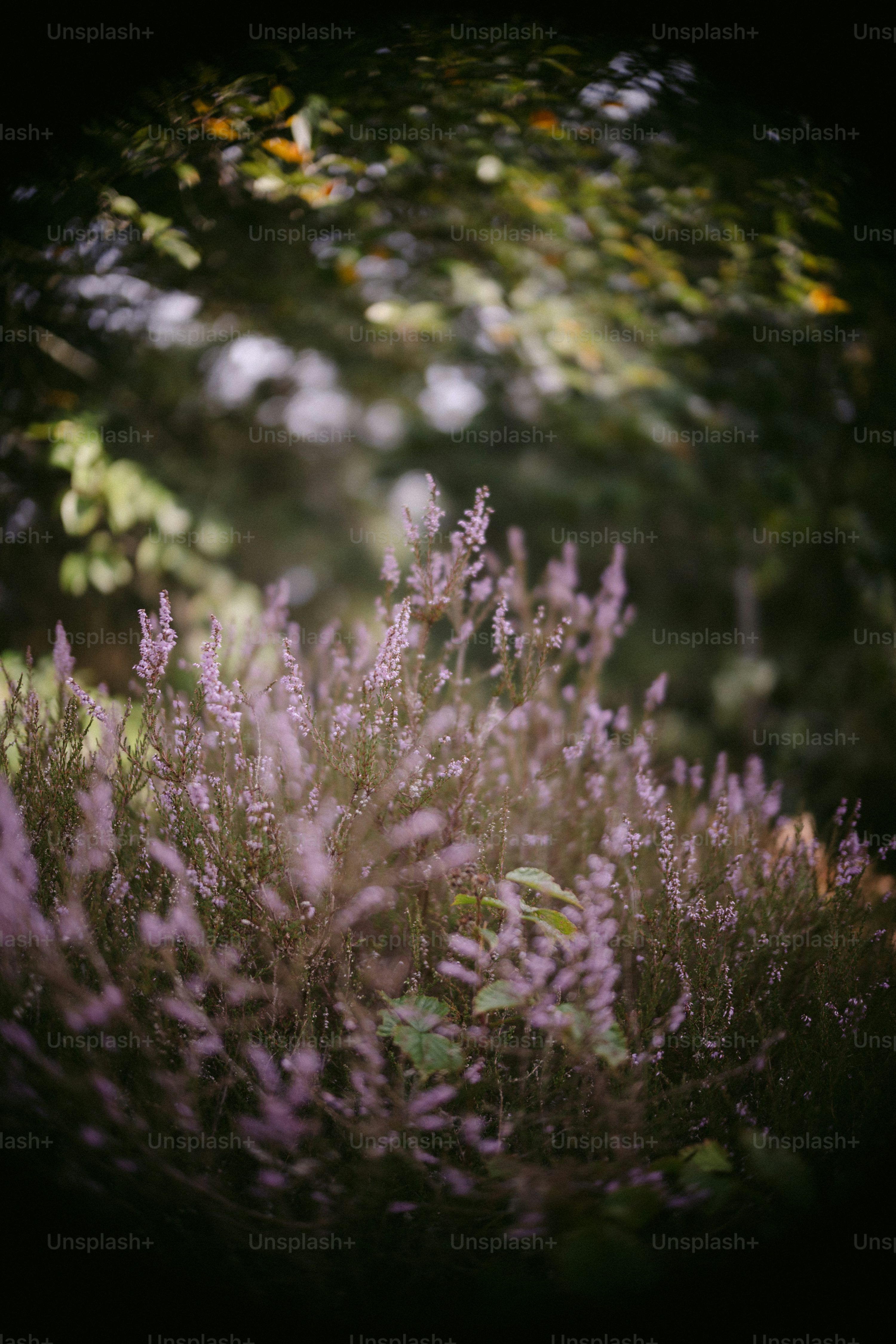 3000x4498 A bush of purple heather flowers in a forest. photo