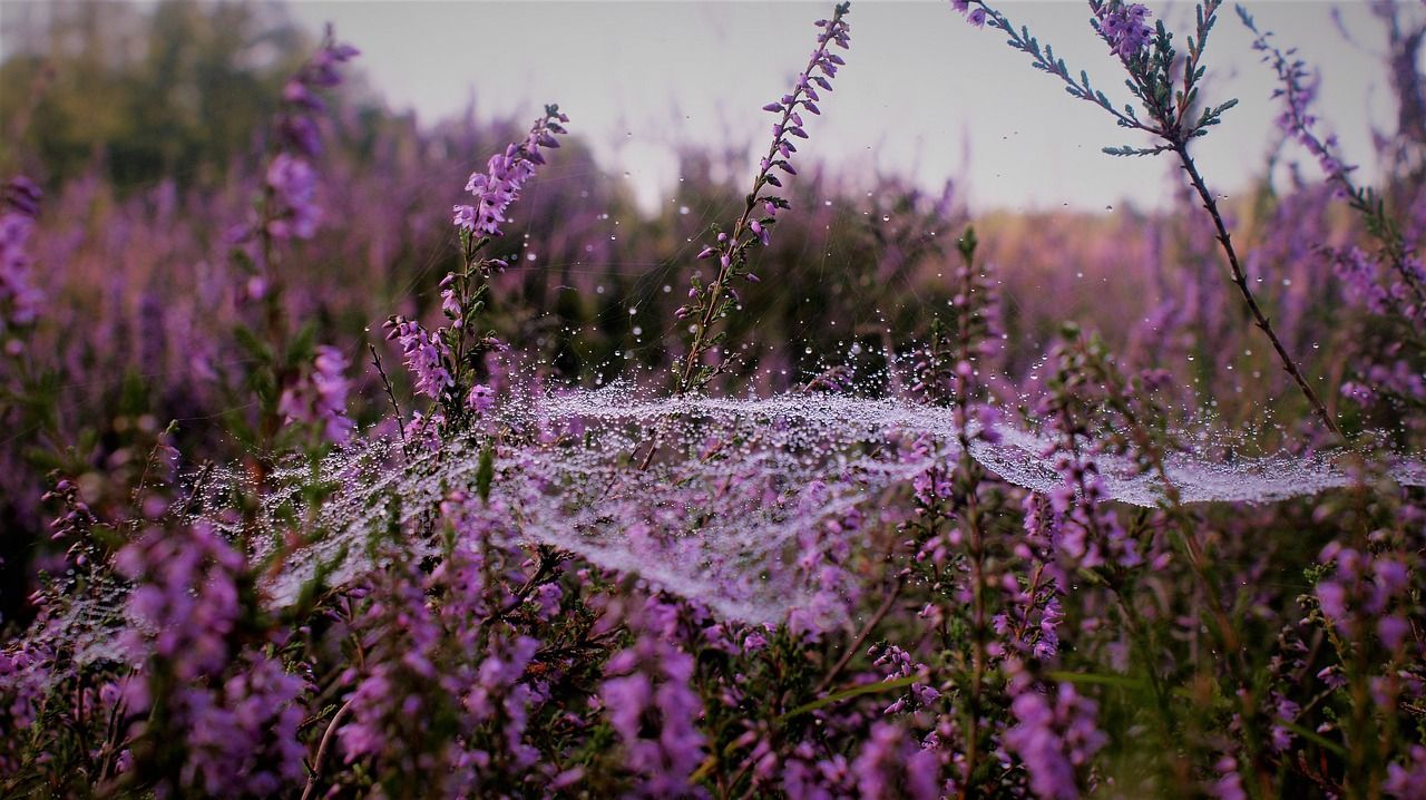 1280x718 Calluna Common Heather