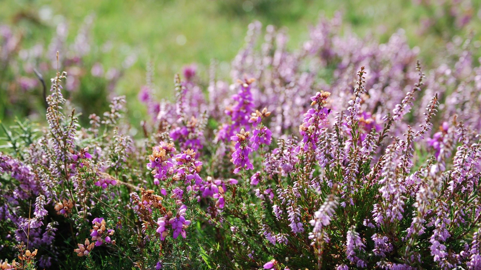 1920x1080 nature, Flowers, Heather, plant Wallpaper HD / Desktop and Mobile Background