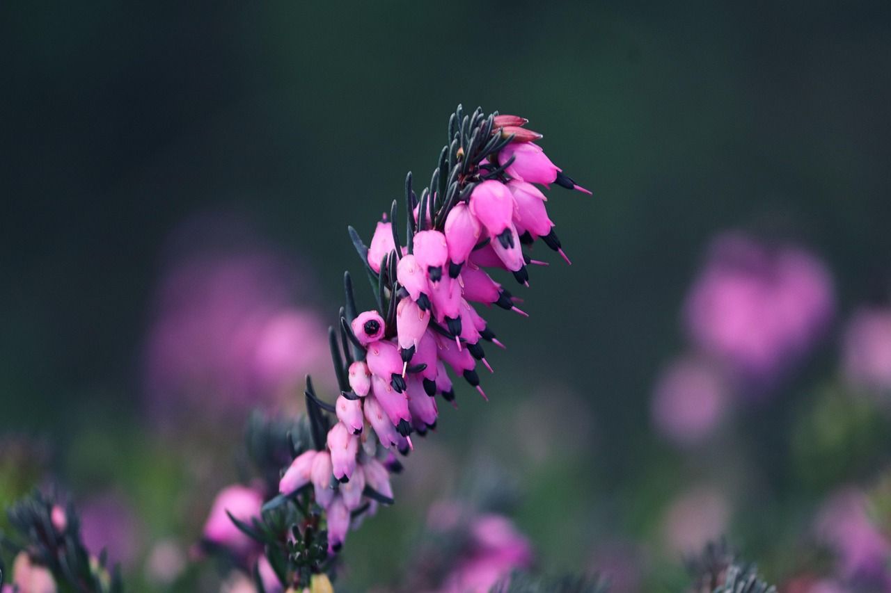 1280x853 Flower Erica Heather