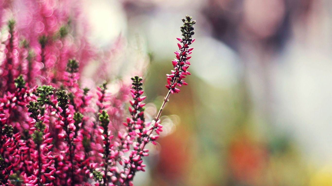 1366x768 Heather Fresh Flowers Photography Wallpaper