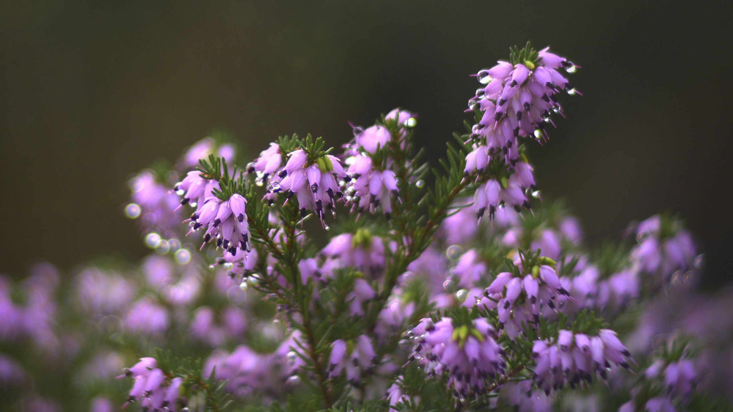2560x1440 Purple Heather Flowers Inflorescences Blur Drops Bokeh HD Flowers Wallpaper