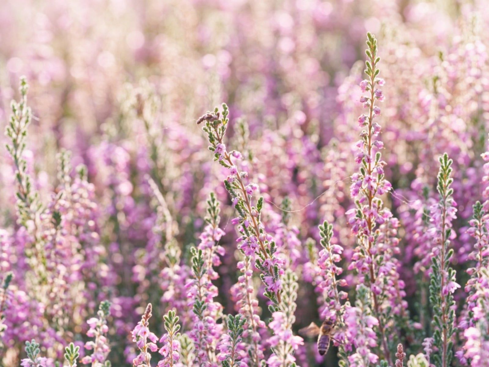 1600x1200 Information On The Care And Maintenance Of Heather Plants. Gardening Know How