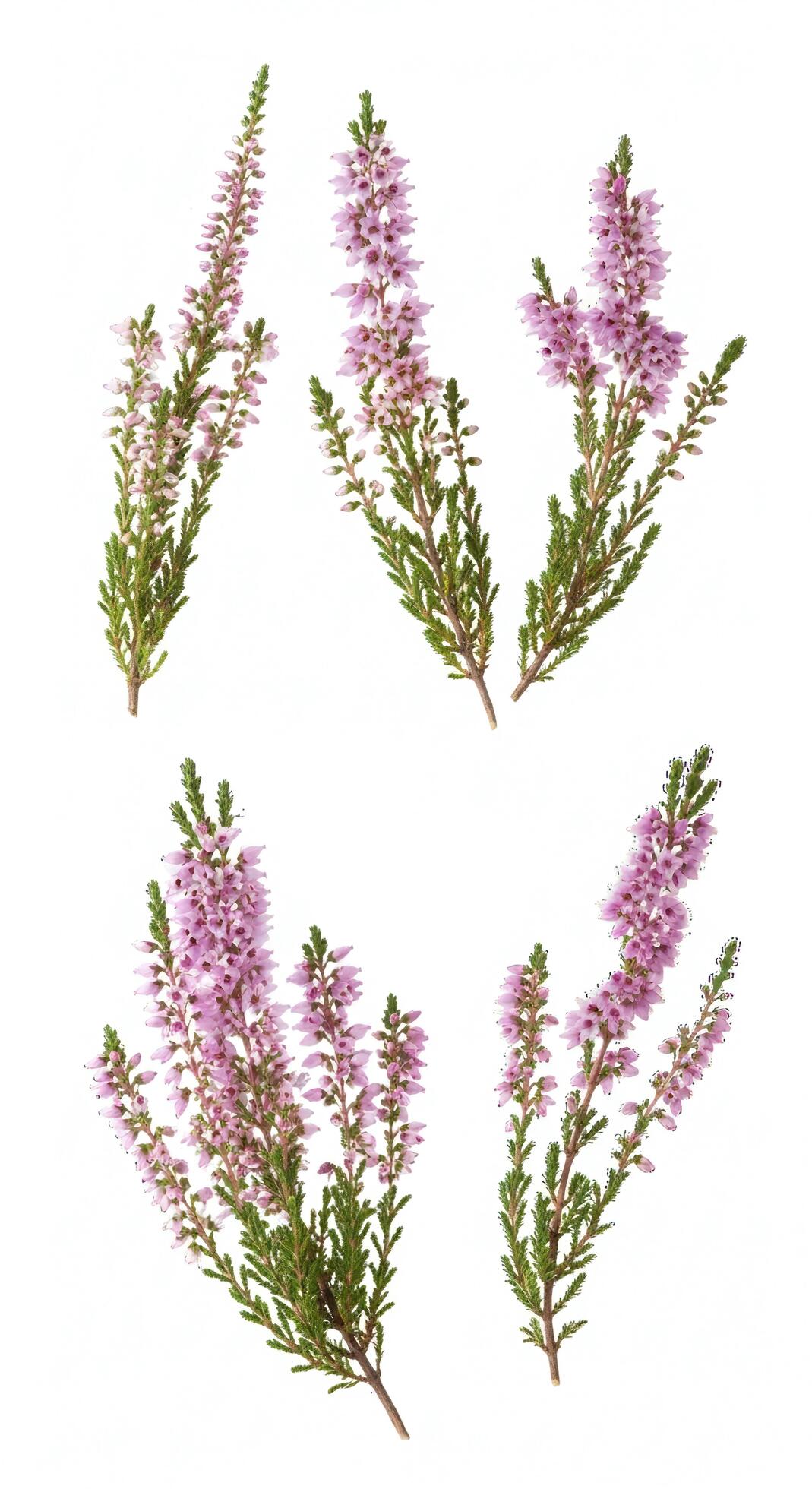 1069x1960 Flowers background, Flowers wallpaper, Five sprigs of delicate pink heather flowers with green foliage on a white background