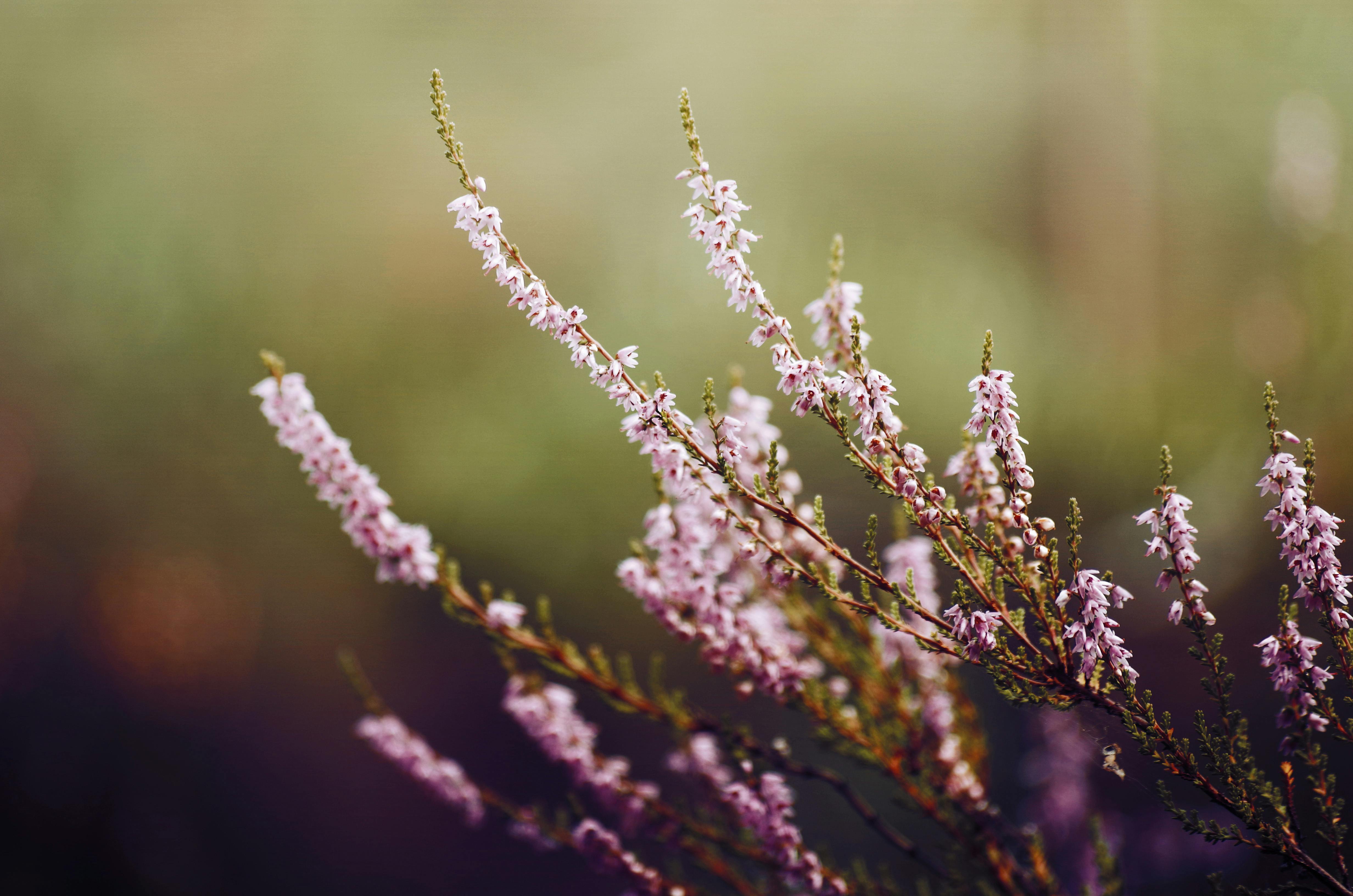 4928x3264 Close Up Of Delicate, Purple Flowers On A Meadow · Free