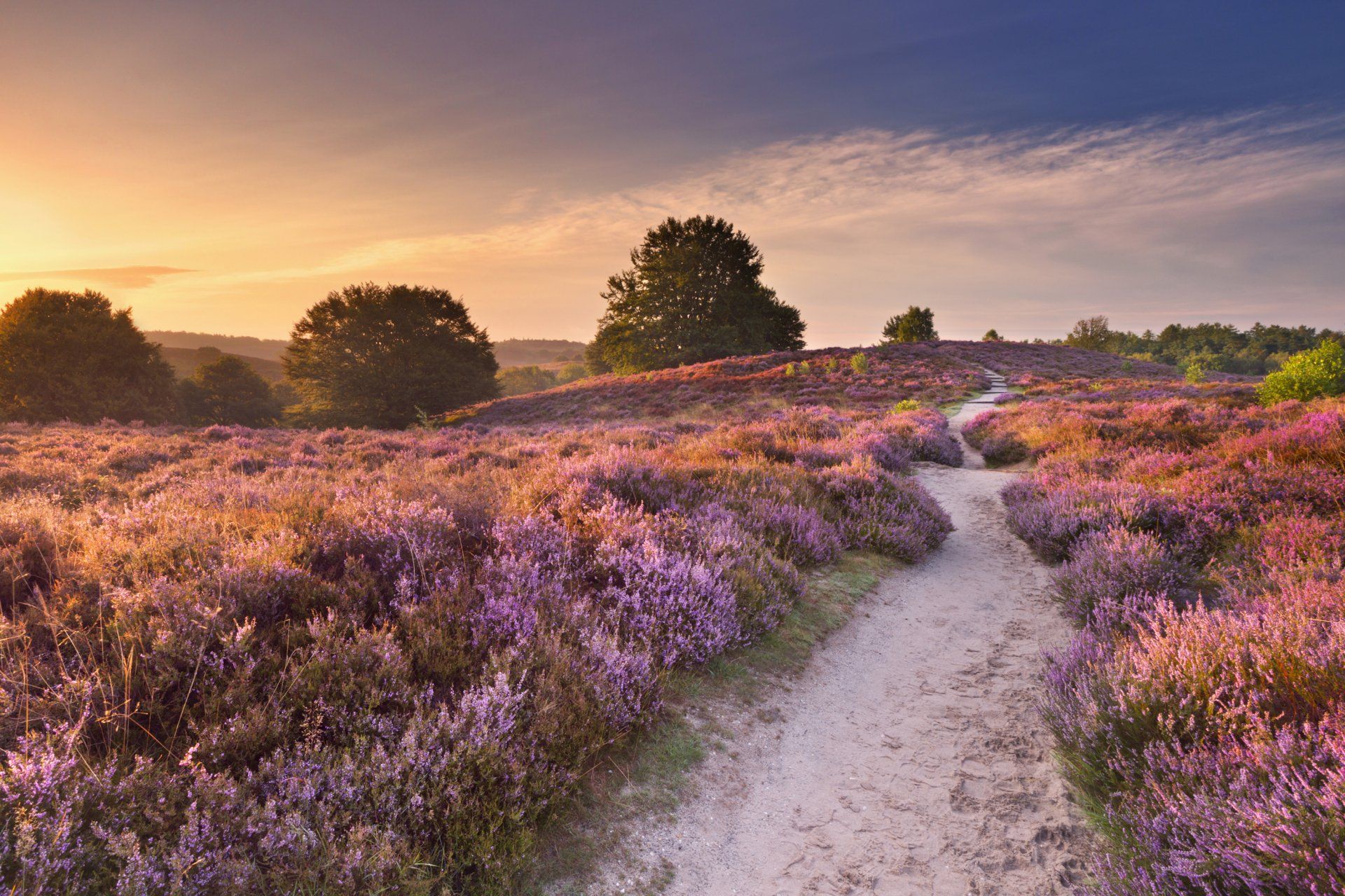1920x1280 Lüneburg Heath in Bloom: Serene Heather Path HD Wallpaper