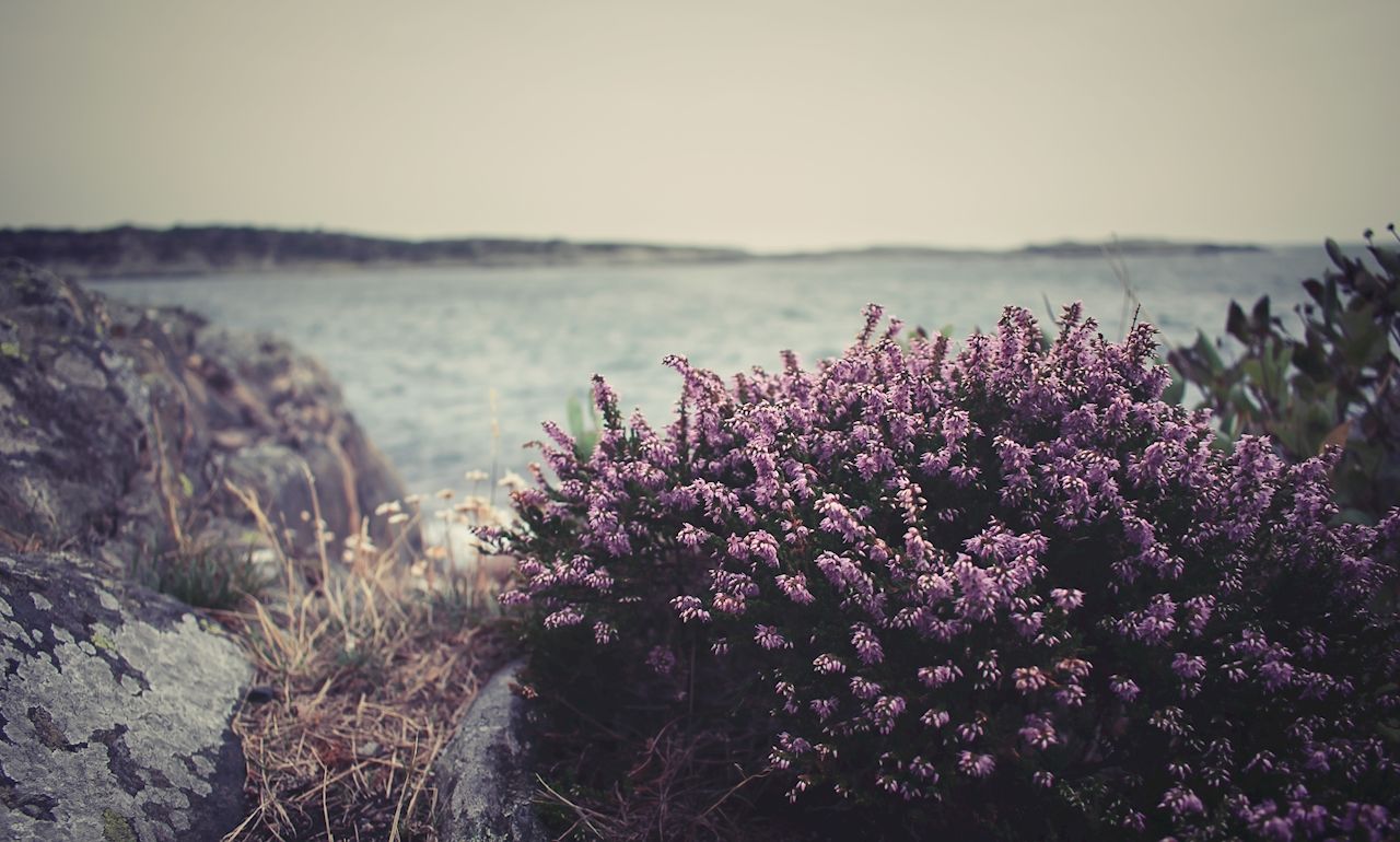 1280x770 Purple coastal heather posters & prints by Laura Åkerblom