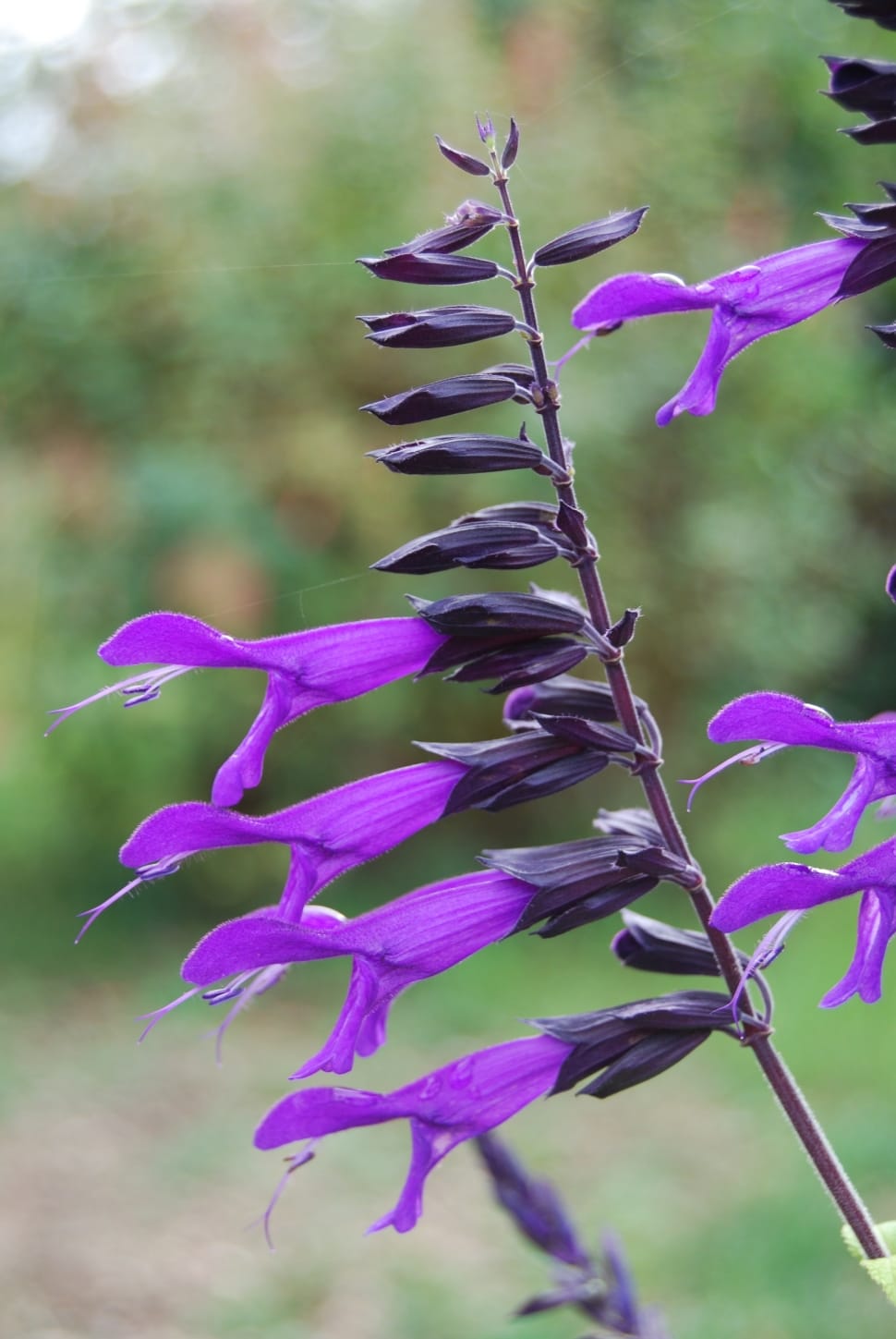 970x1449 purple heather flower free image