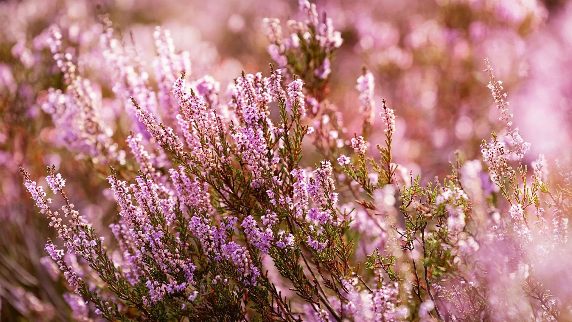 1920x1080 Plant of the Month: Heather. Ransoms Garden Centre