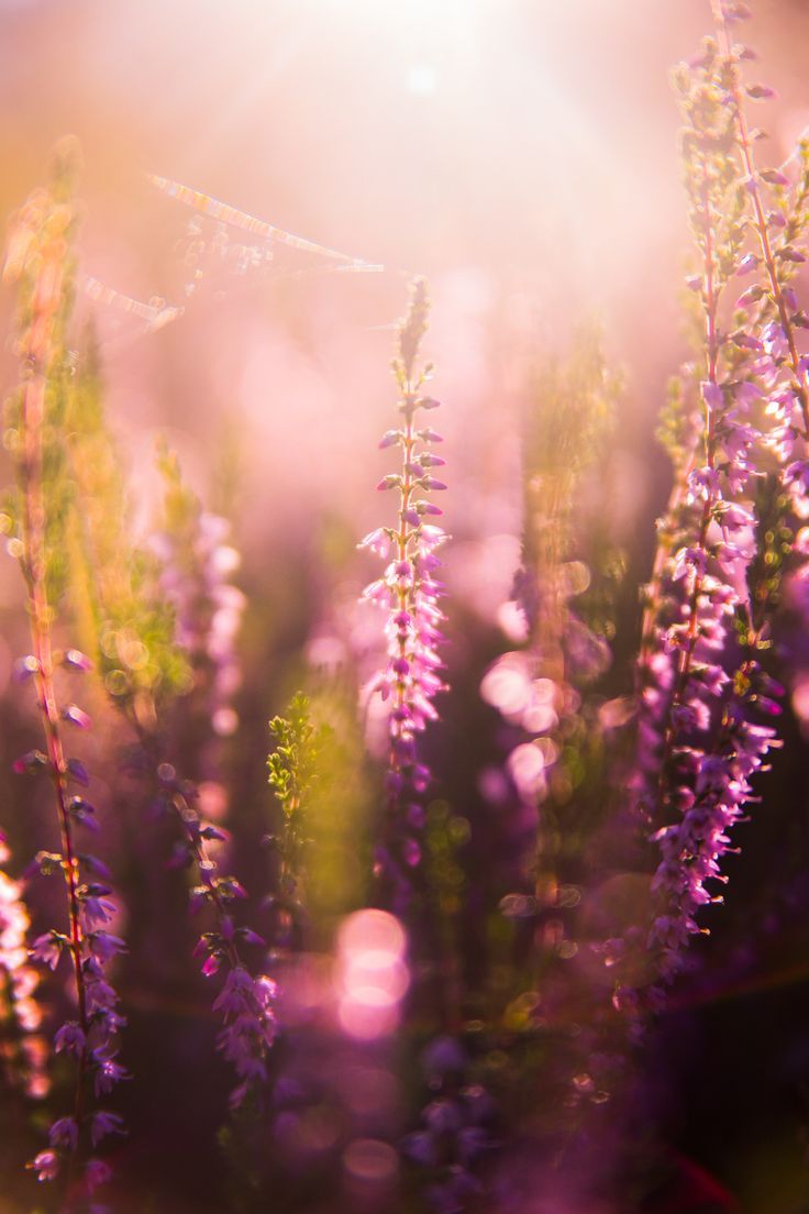 736x1104 Sunset heather