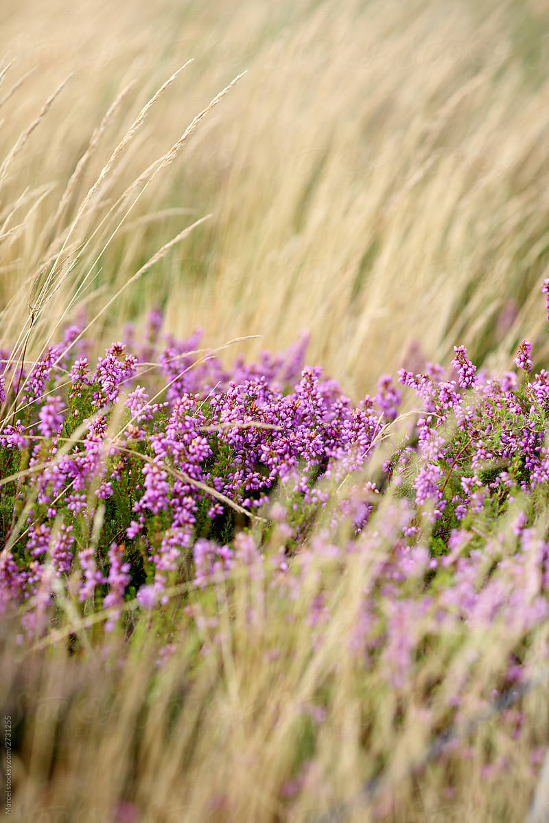 800x1200 Heather In A Field Of Grass- Stocksy