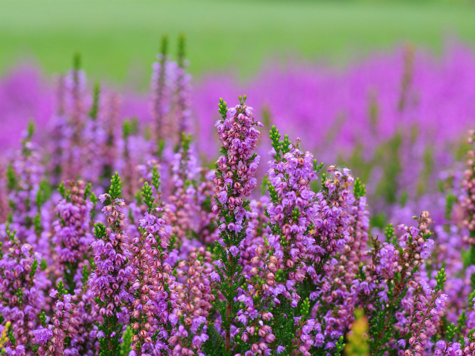 1600x1200 Wallpaper Heather pink flowers, blurry background 1920x1200 Picture, Image