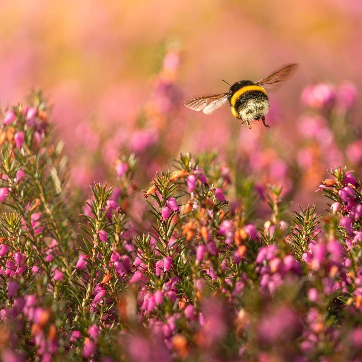 1200x1200 Peter Dowdall: Winter Flowering Heather Adds Life To Every Garden