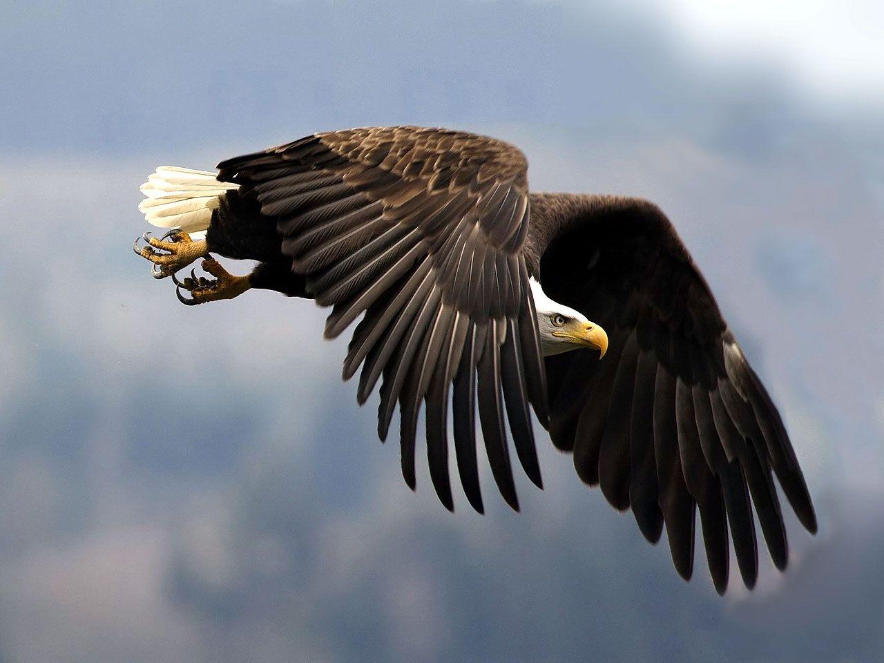 1280x960 Eagle Wallpaper Eagle Birds Wallpaper Gallery