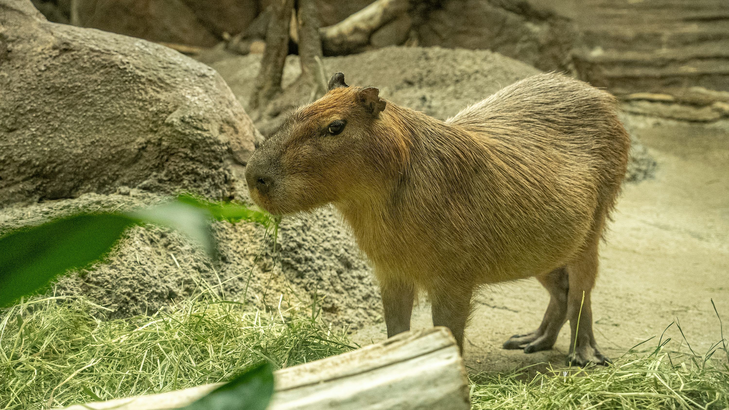 3000x1689 A capybara standing on top of a lush green field photo