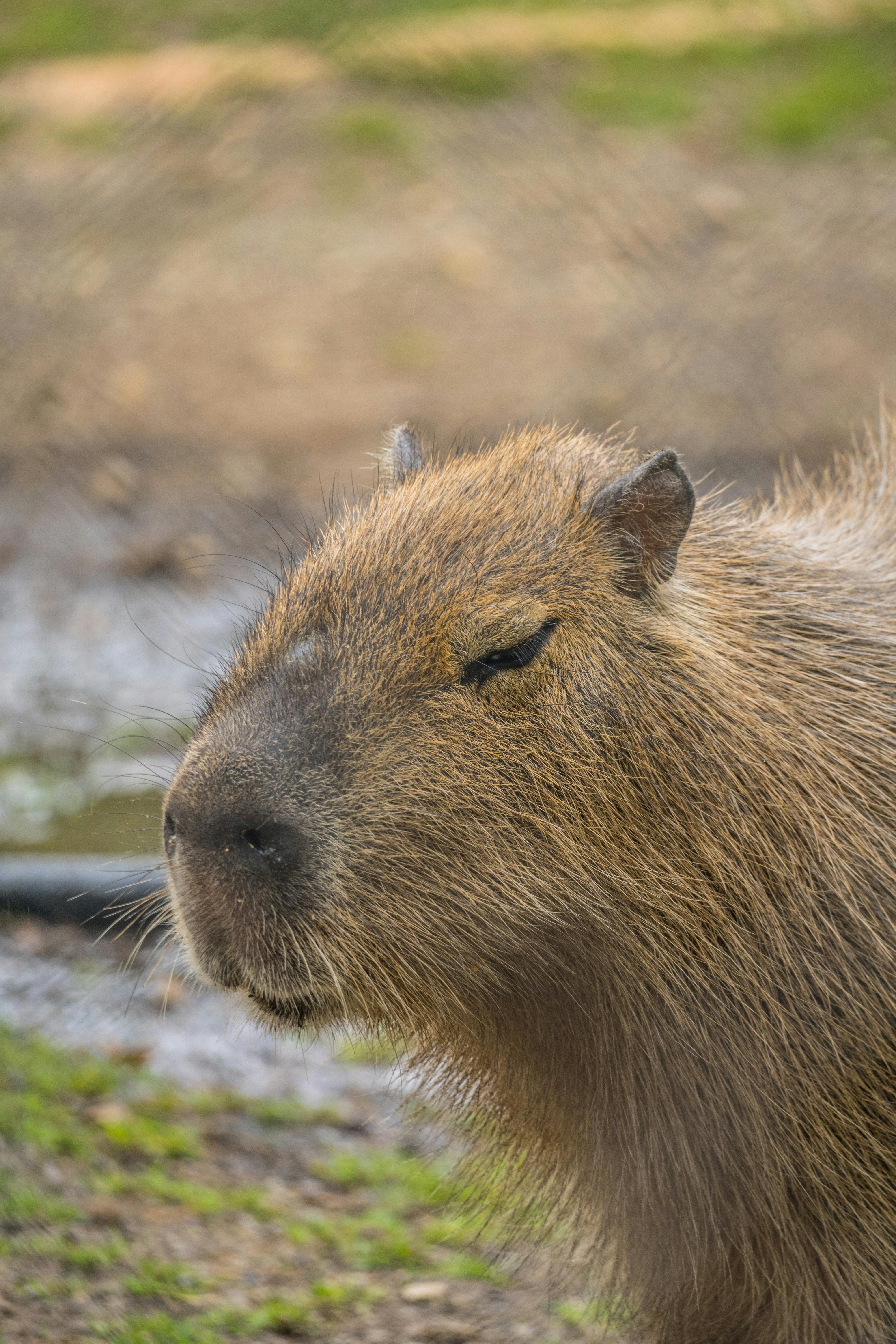 4000x6000 Brown Capybara · Free