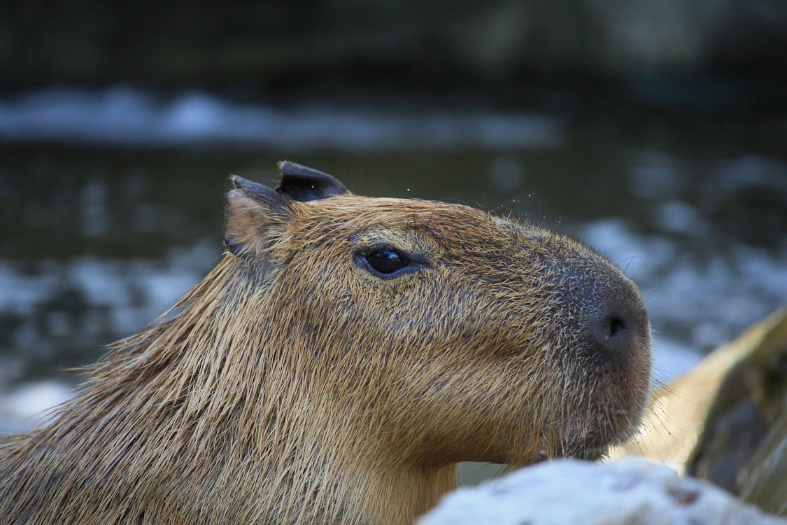 1125x750 Photo of a Capybara · Free