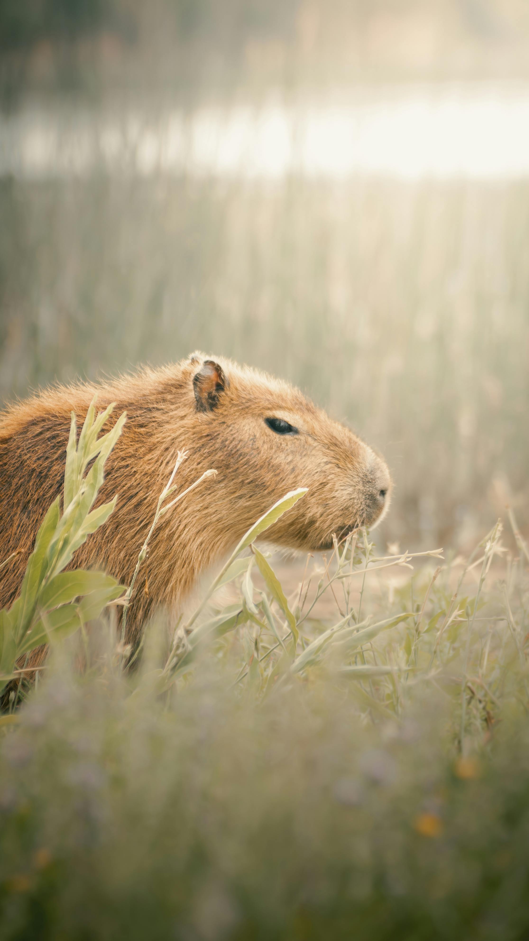 2231x3967 Close Up Of Capybaras Lying On The Grass · Free