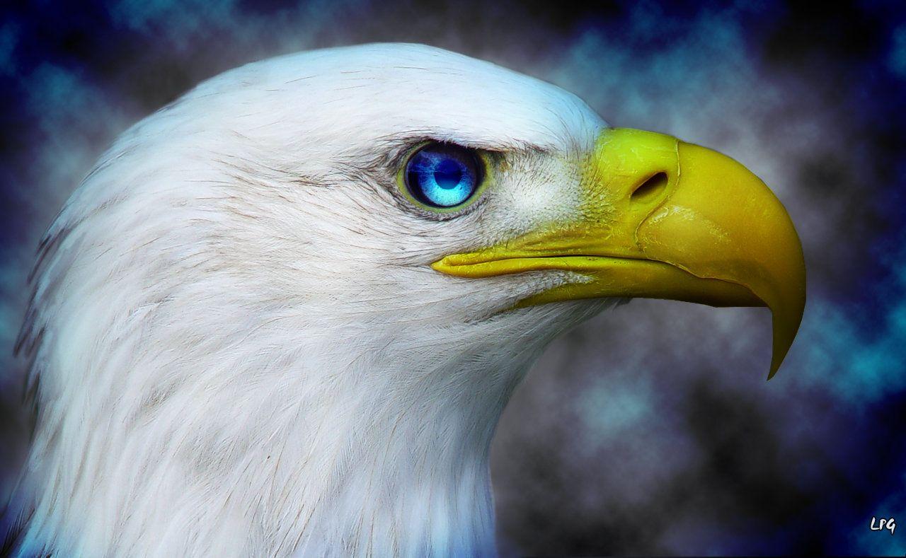 1280x789 American Eagle :Wallpaper