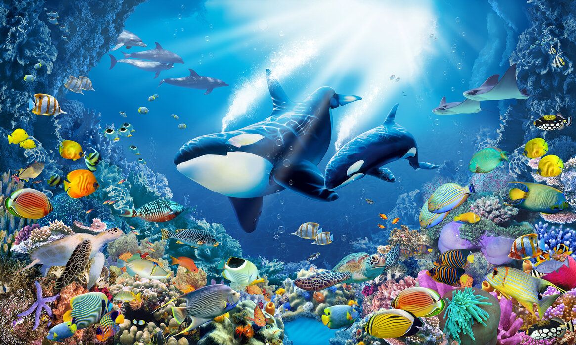 1165x699 Killer Whales