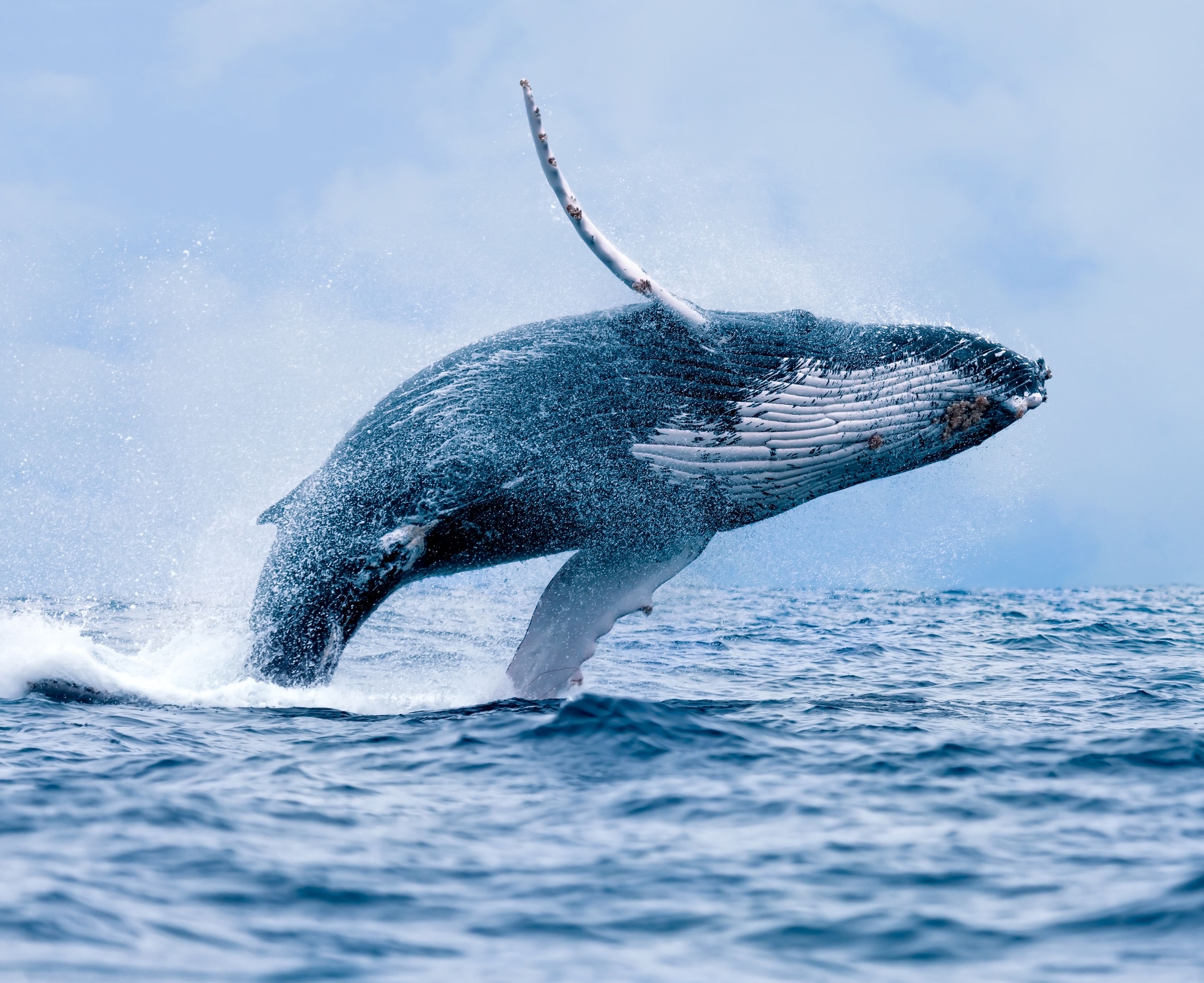 3200x2613 A Breaching Humpback Whale Wall Mural