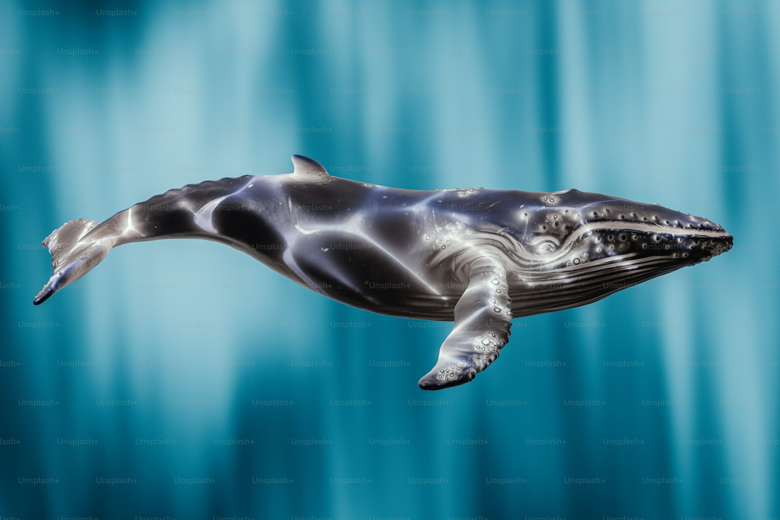 3000x2000 Whale Picture. Download Free Image