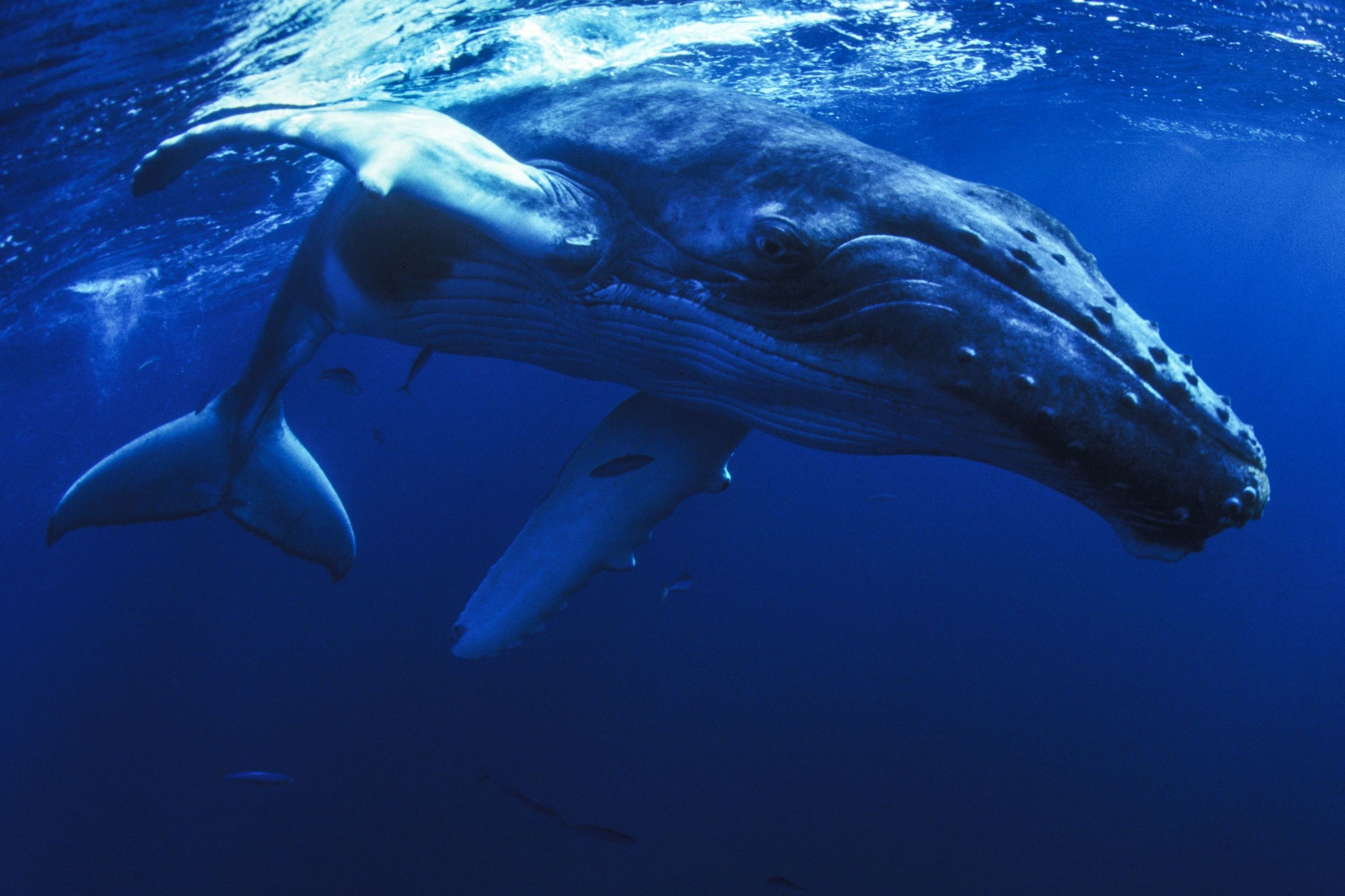 3072x2048 Jaw Dropping Picture Of Whales