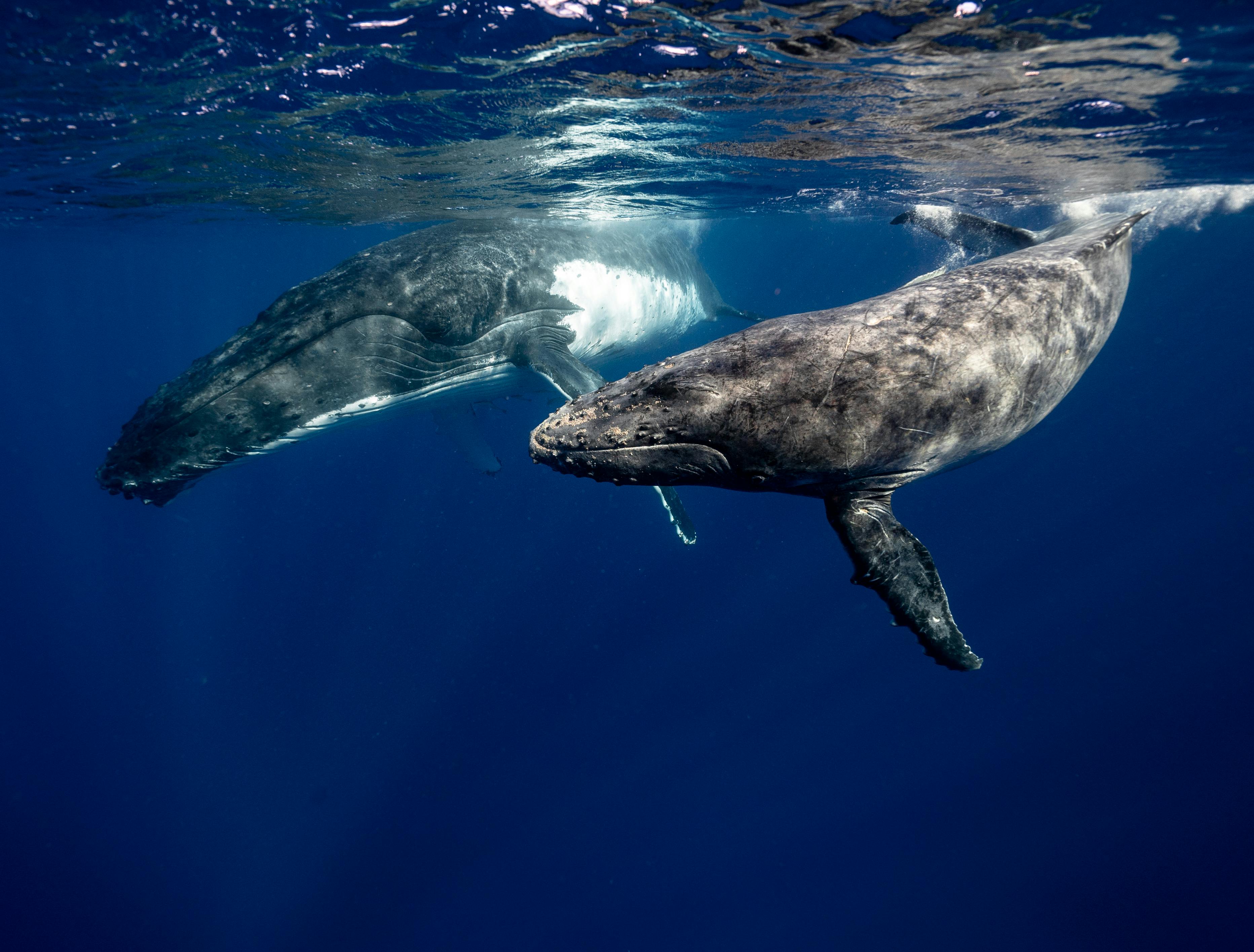 3729x2832 Best Whale Photo · 100% Free Downloads