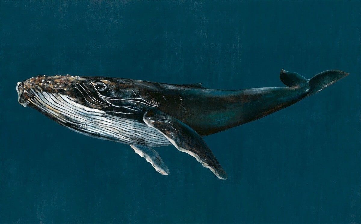 1200x747 Humpback Whale Panelé