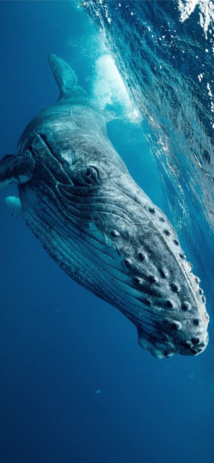 736x1592 humpback whale iPhone Wallpaper