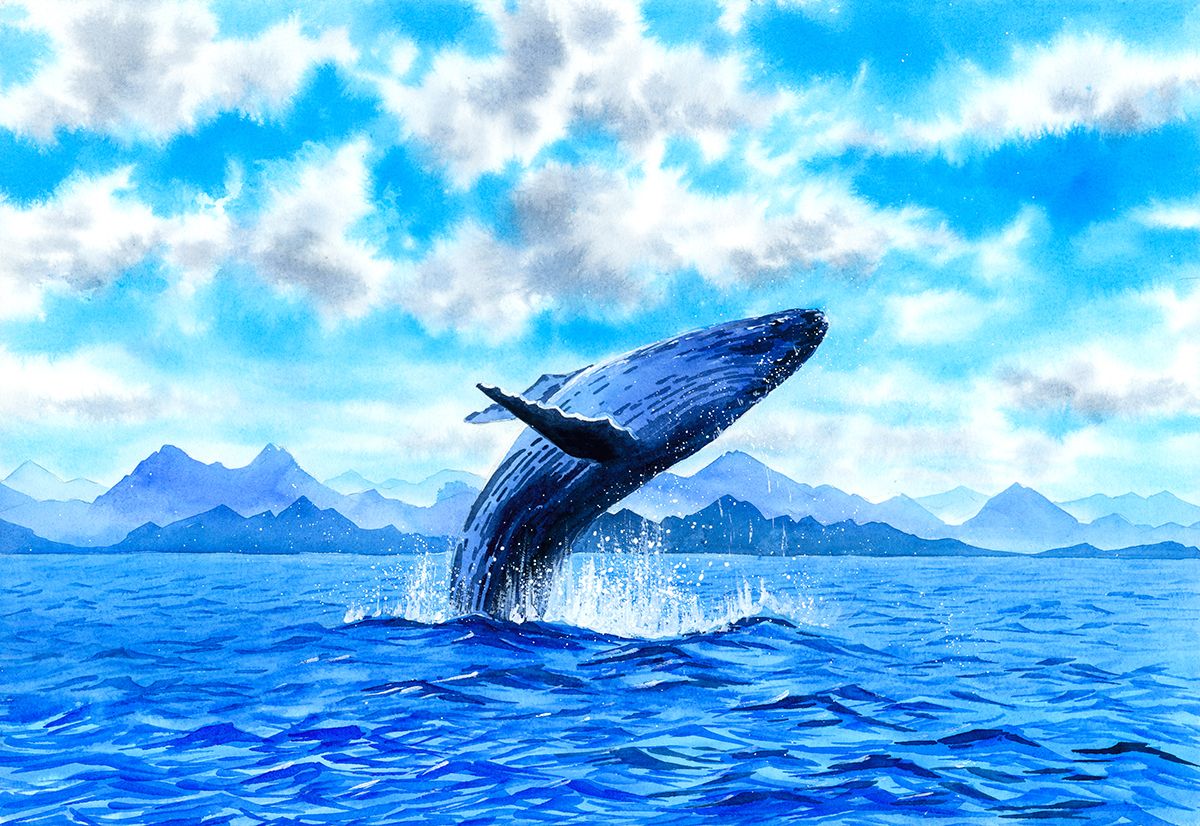 1200x826 Blue Whale Jumping Out of The Ocean Wallpaper®