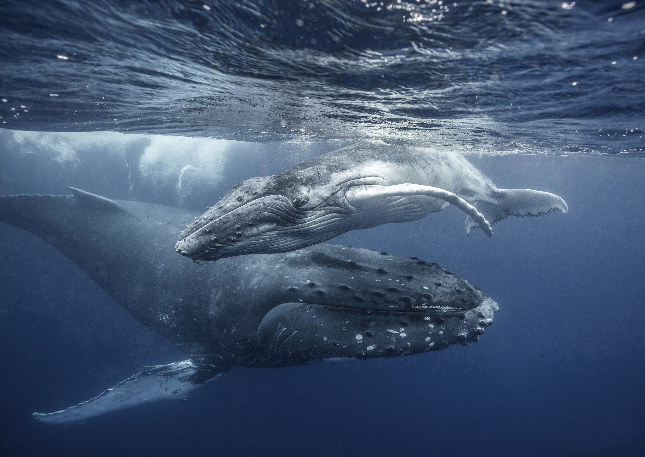 2048x1453 HD Wallpaper: Baby Humpback Whale Underwater