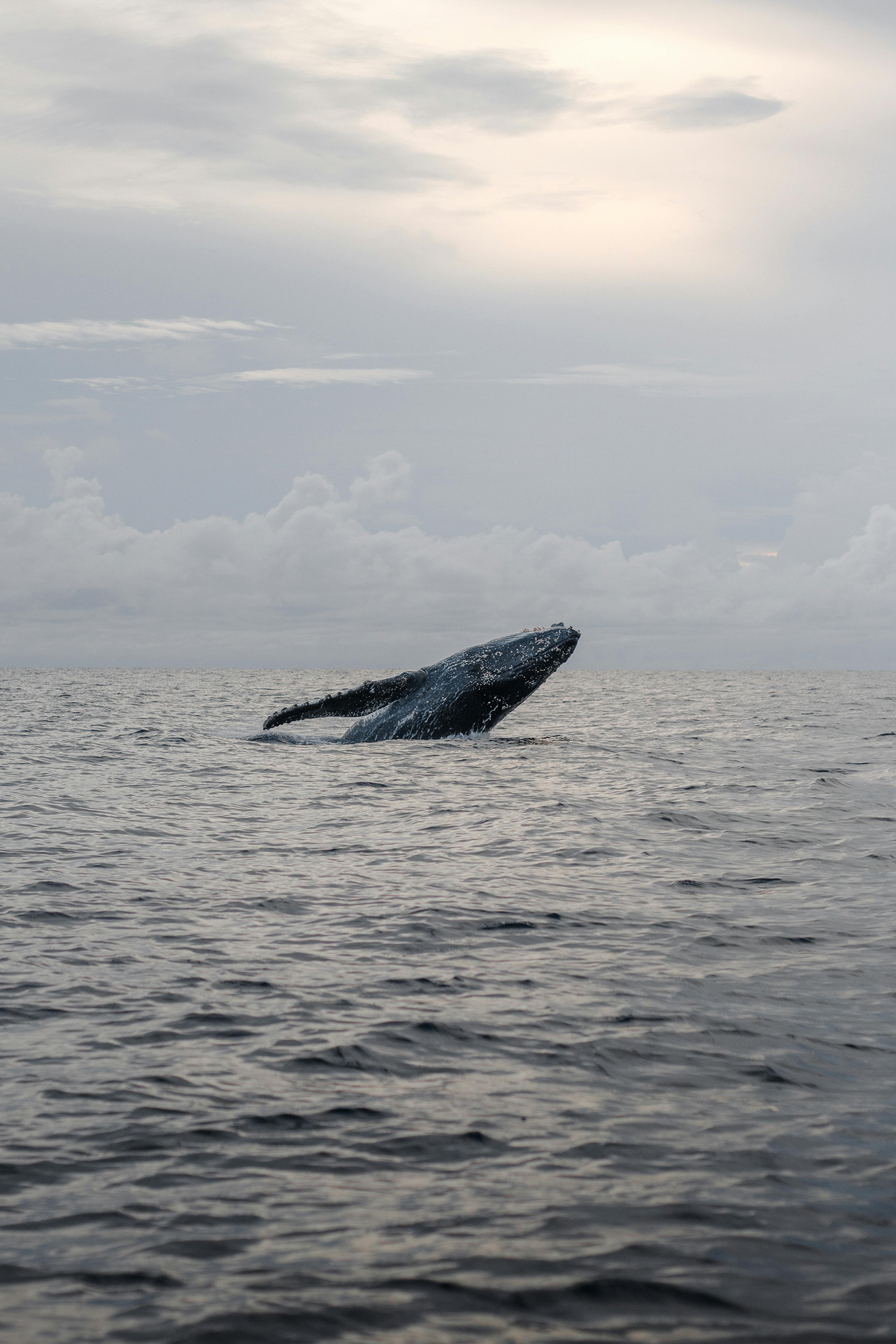 3068x4602 Best Whale Photo · 100% Free Downloads