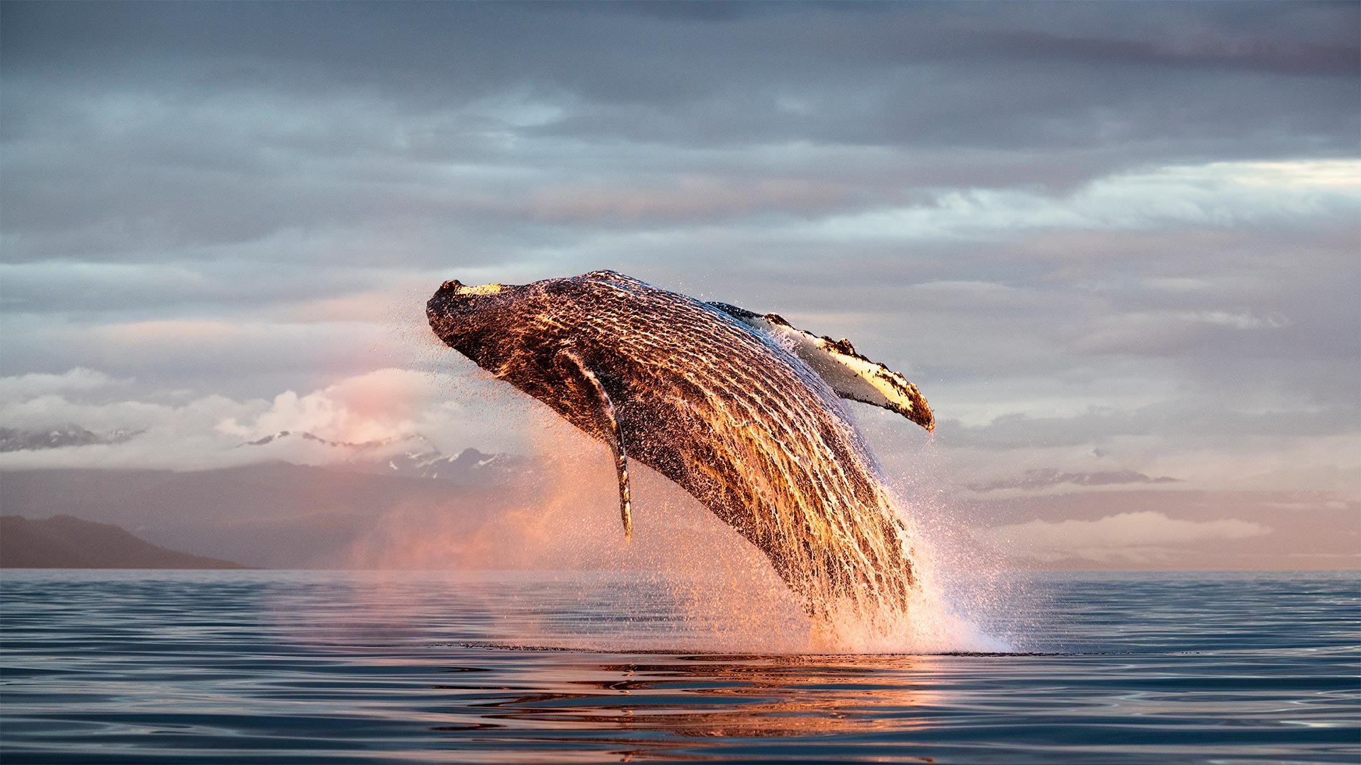 1920x1080 Download Sea Life Whale Animal Humpback Whale HD Wallpaper