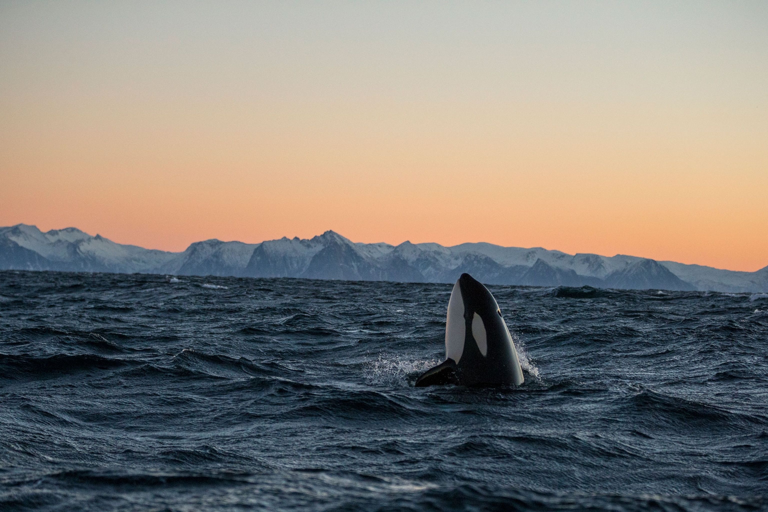 3072x2048 Killer Photo of Killer Whales