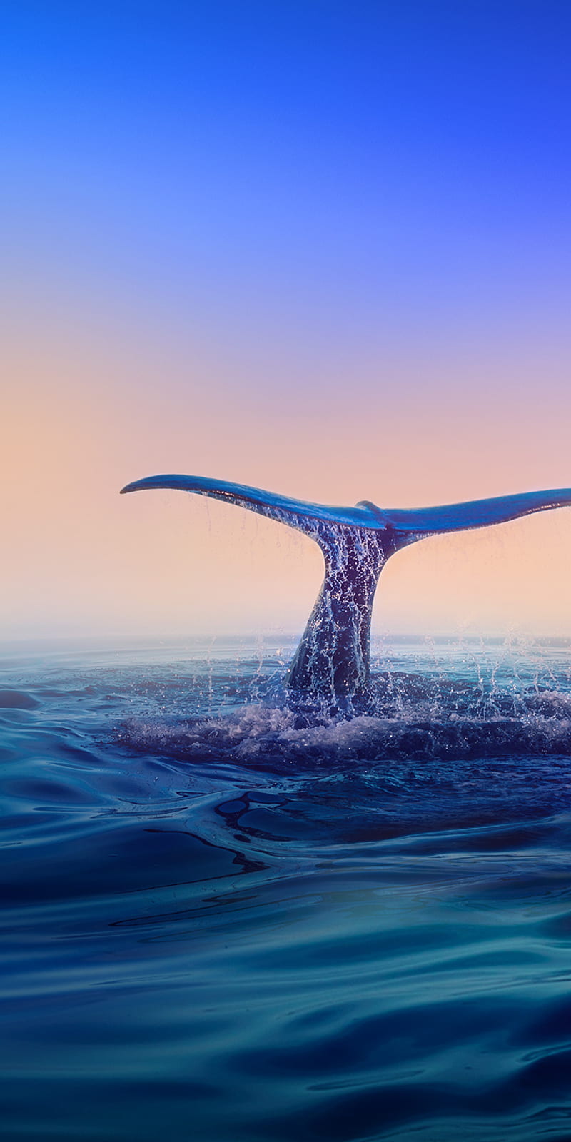 800x1600 Whale, blue, tail, HD phone wallpaper