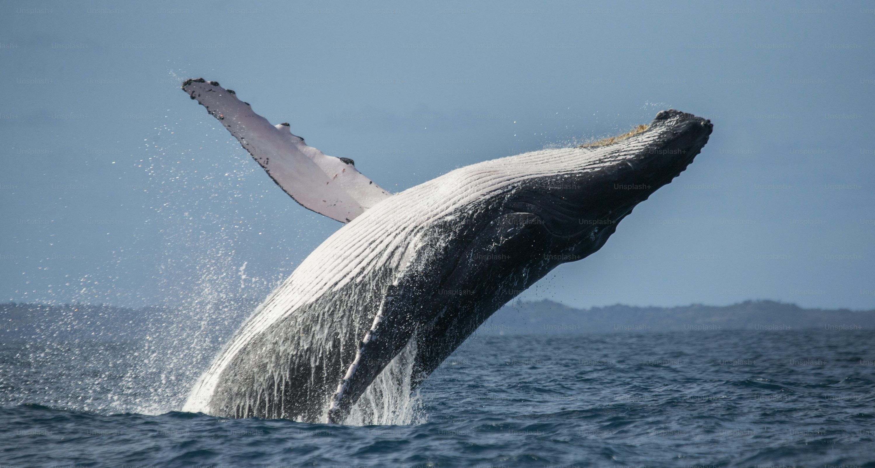 3000x1605 Whale Breaching Picture. Download Free Image