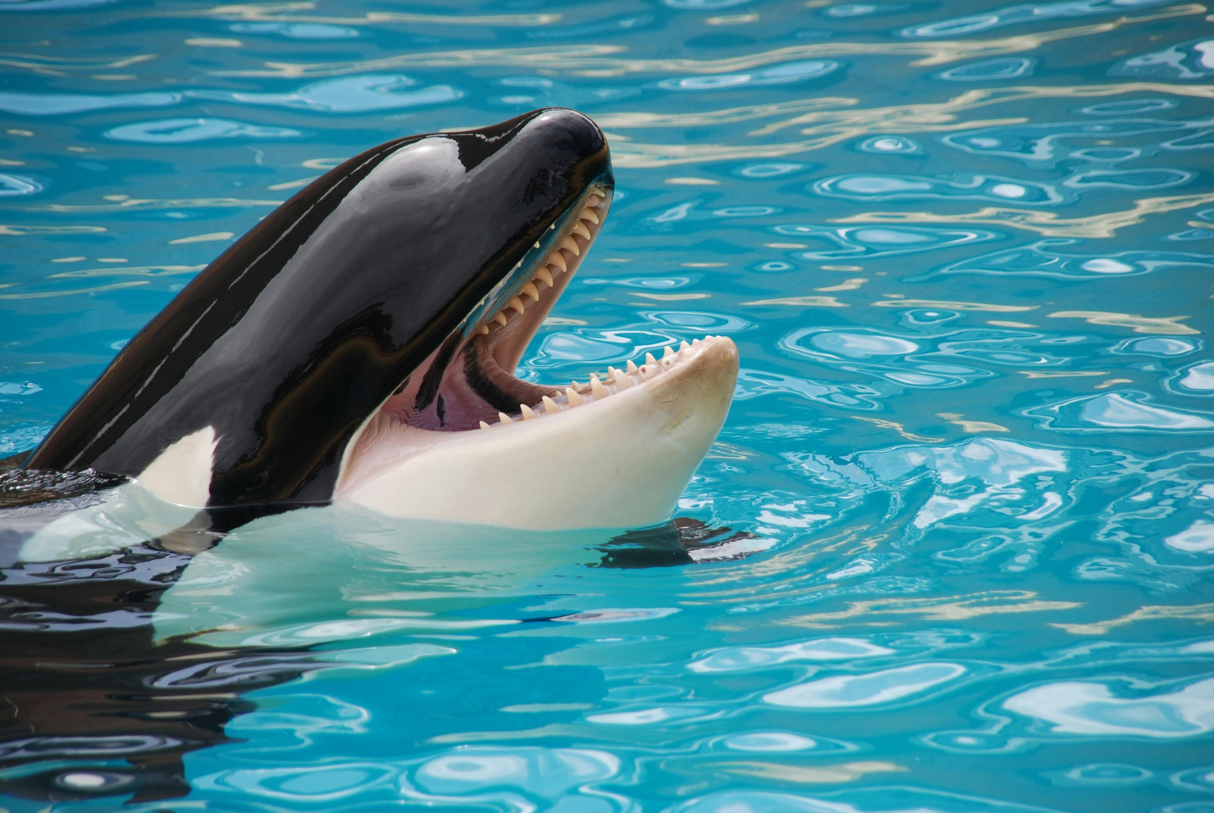 3872x2592 White and Black Killer Whale on Blue Pool · Free