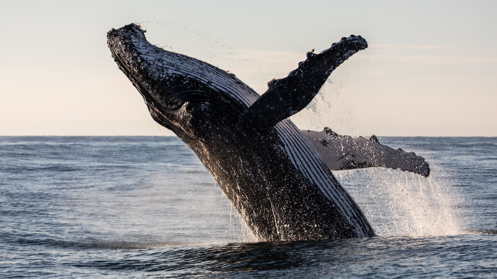 1920x1080 Whales: Facts about the largest animals on Earth