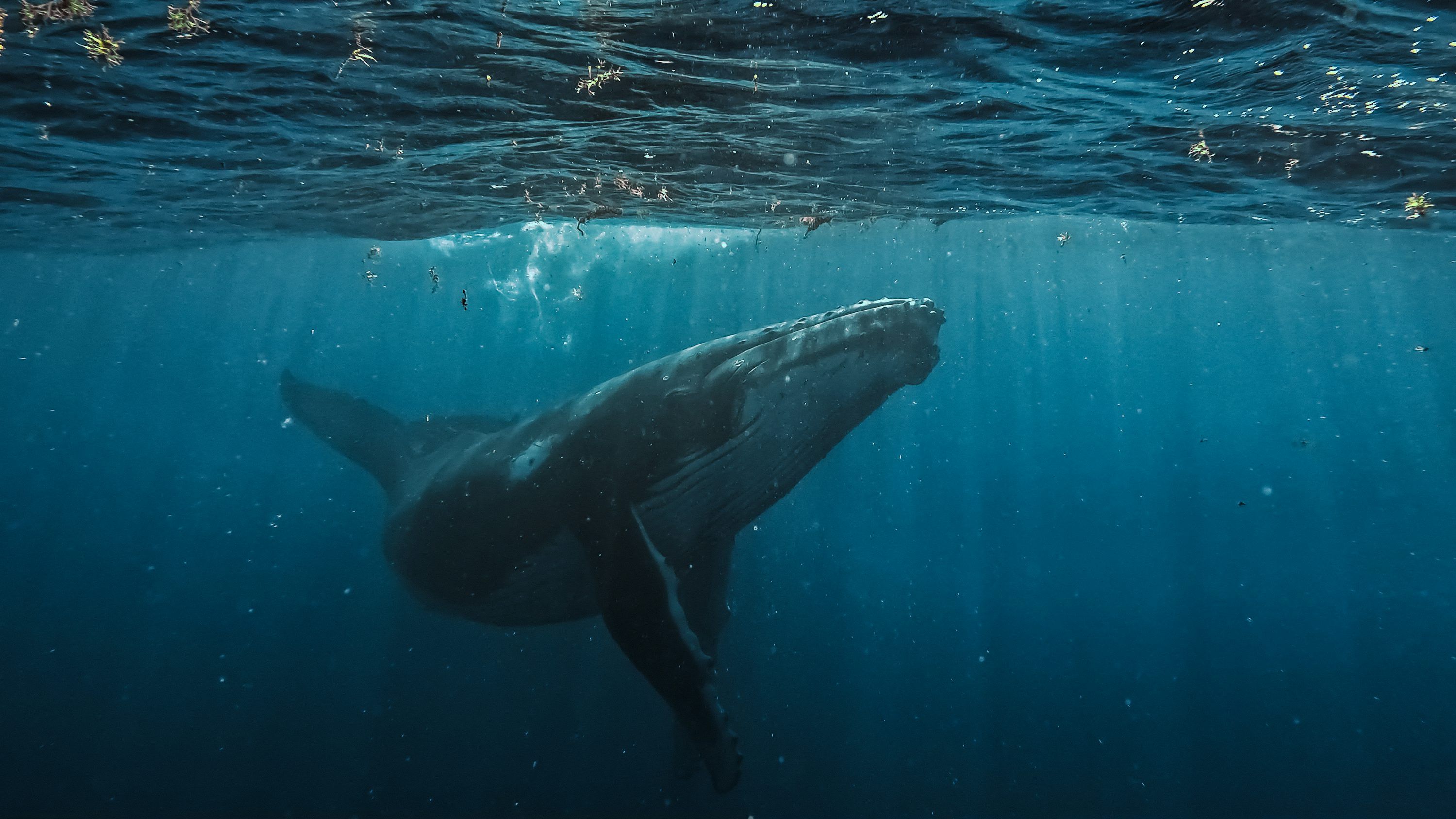 3000x1688 Whale Underwater Picture. Download Free Image