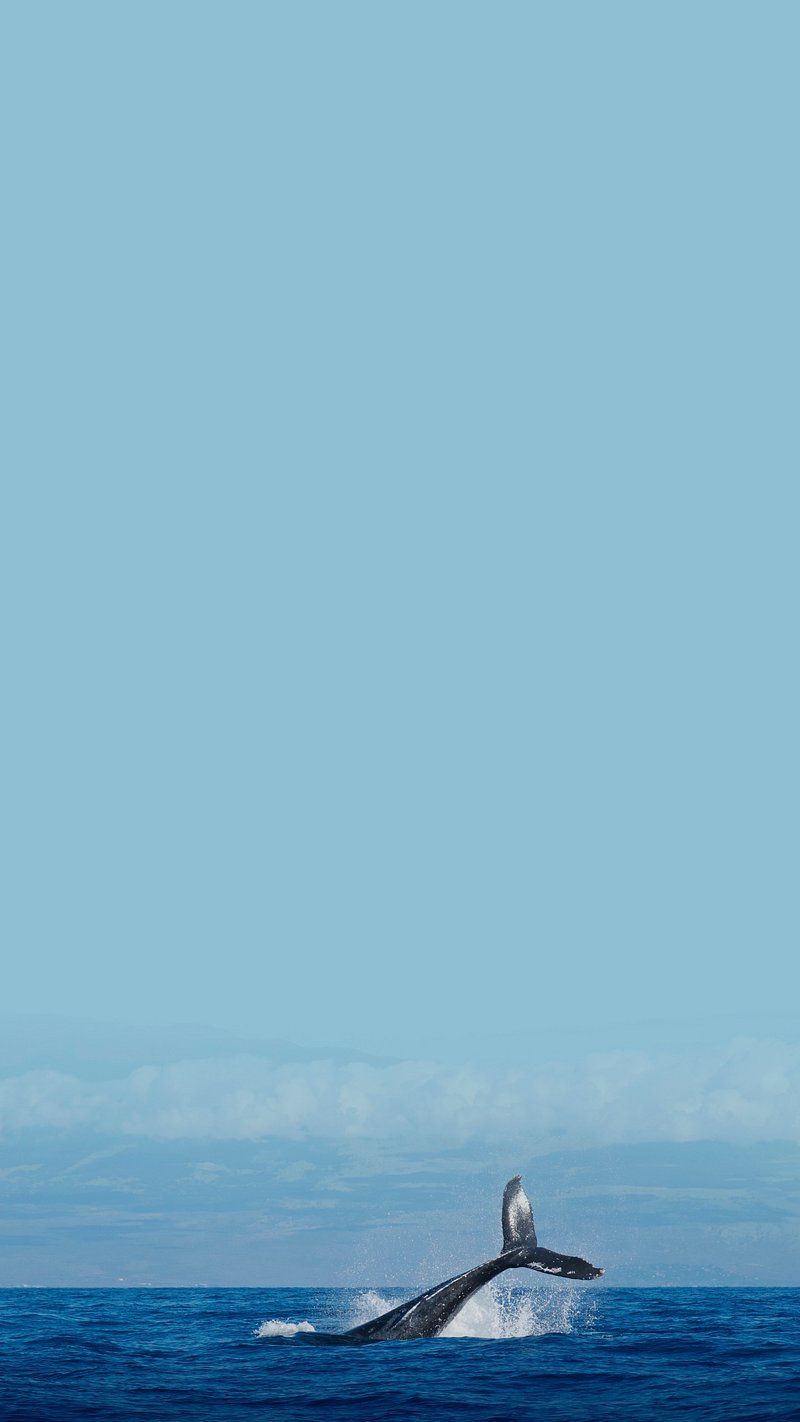 800x1422 Ocean Whale iPhone Wallpaper Image Wallpaper