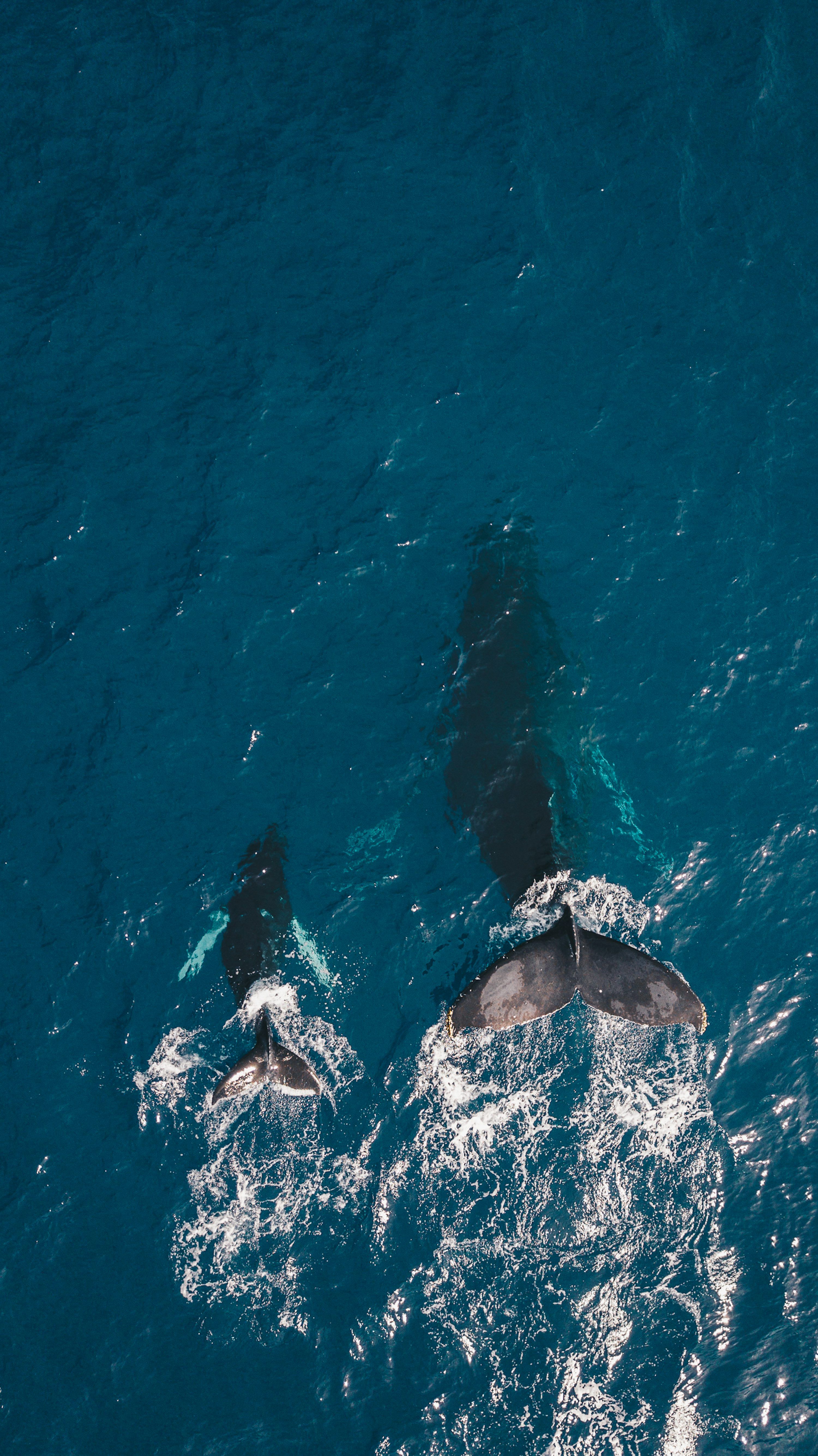 3000x5334 Humpback Whale Picture [HD]. Download Free Image