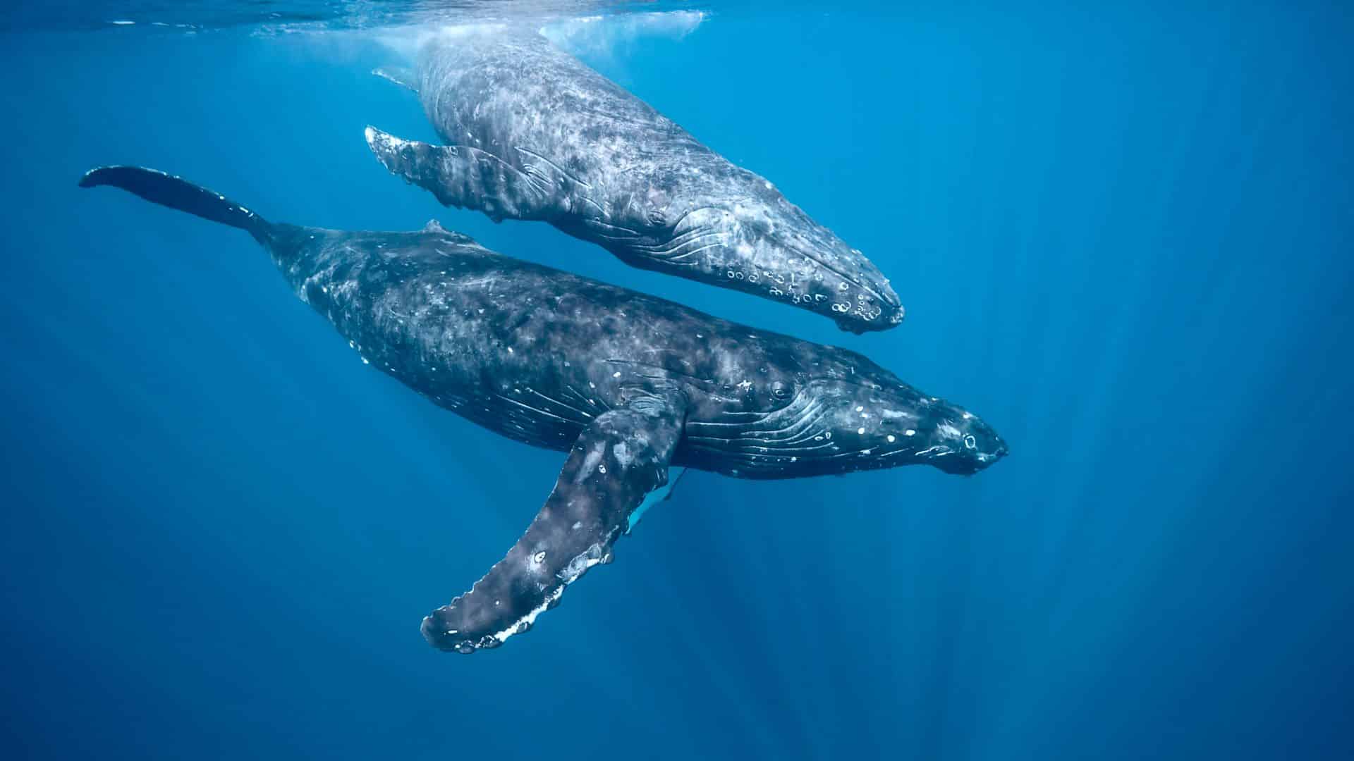 1920x1080 Whales. Pacific Whale Foundation