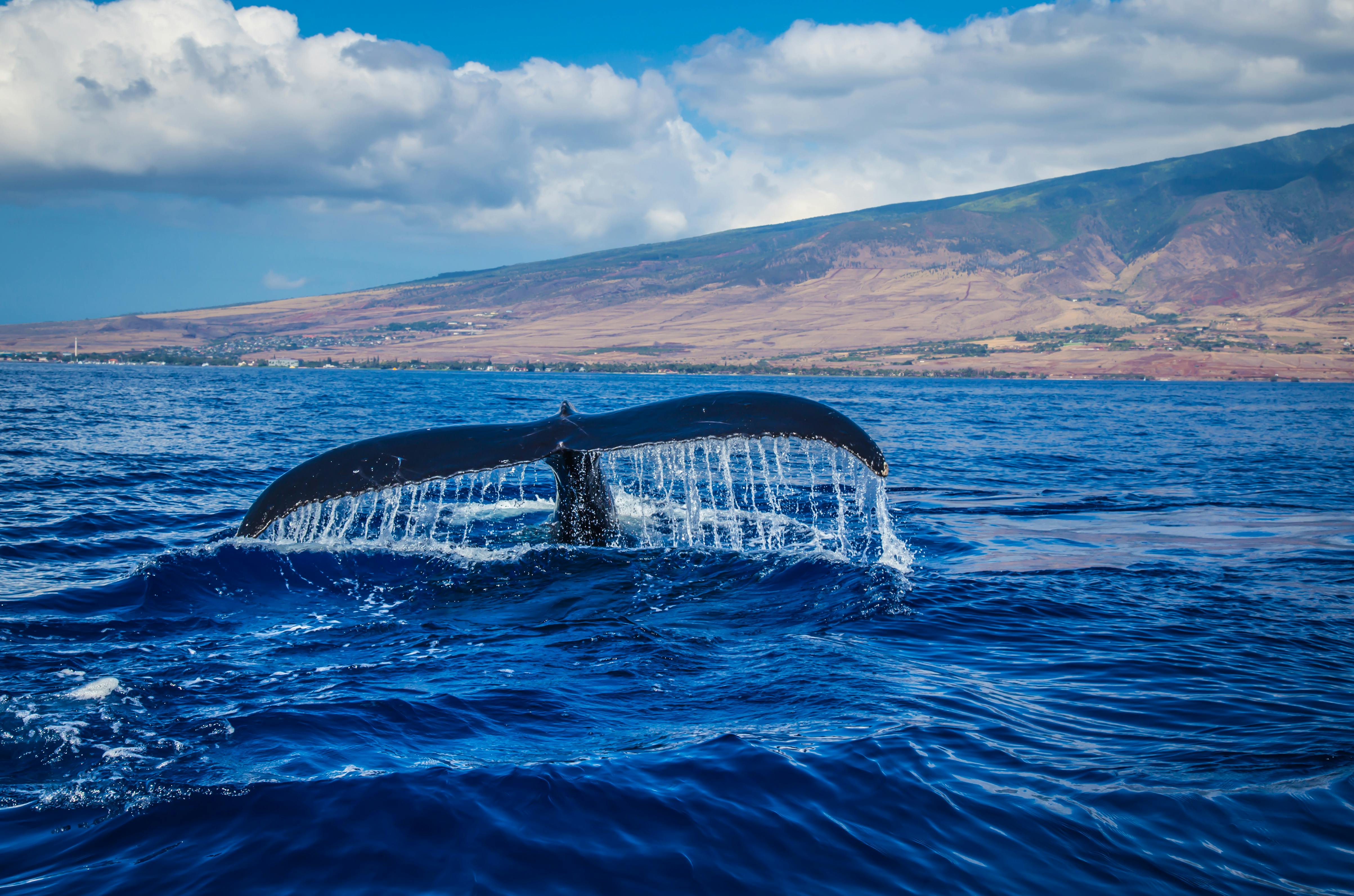 4813x3185 Blue Whale Photo, Download The BEST Free Blue Whale & HD Image