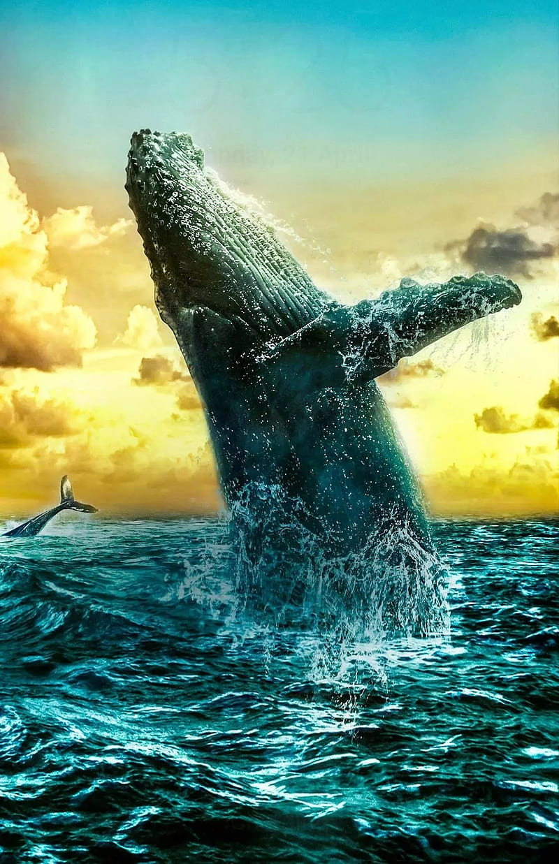 800x1237 Whale, humpback whale, ocean, HD phone wallpaper