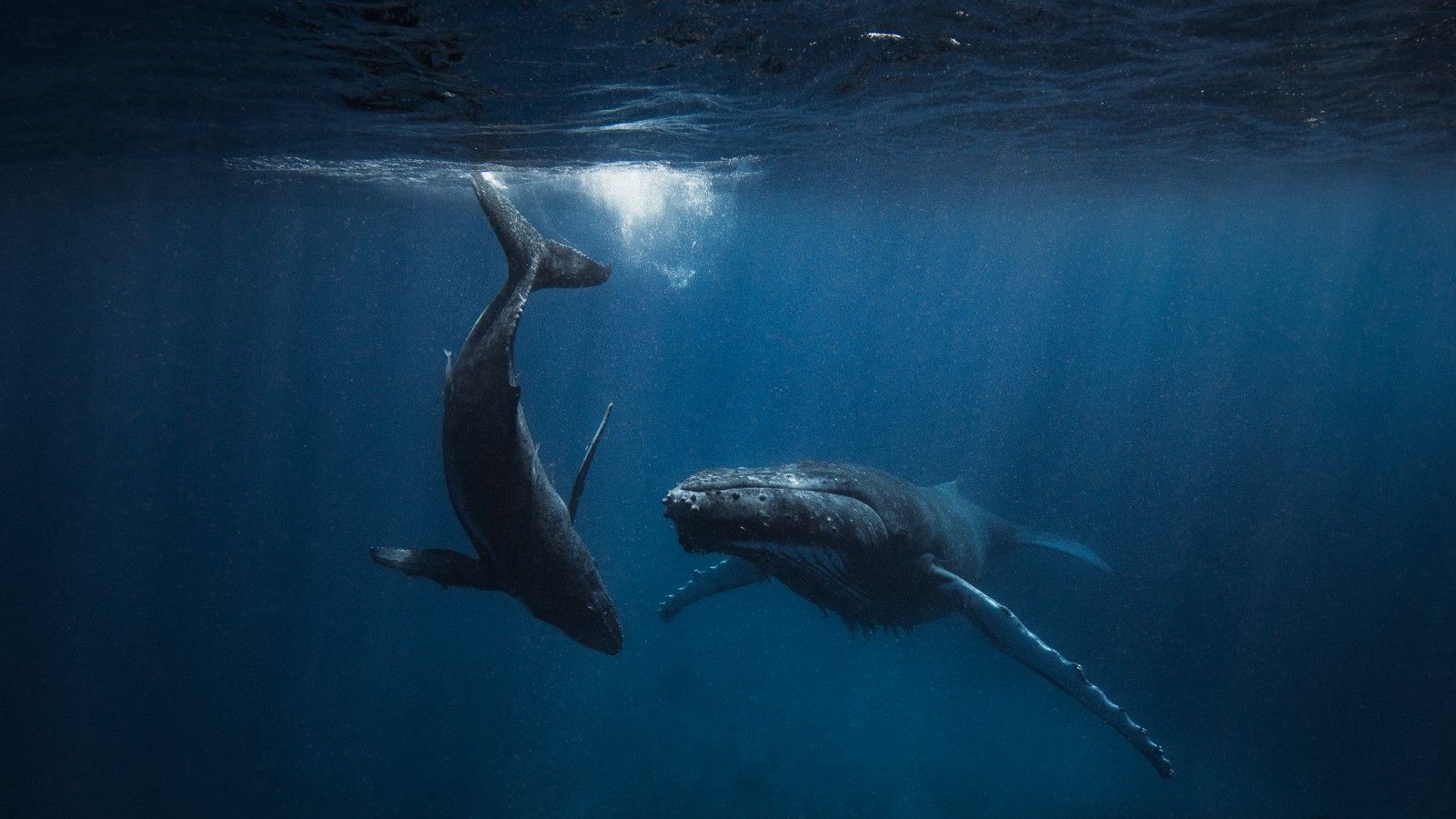 1600x900 Humpback whales: Facts about the singers of the sea
