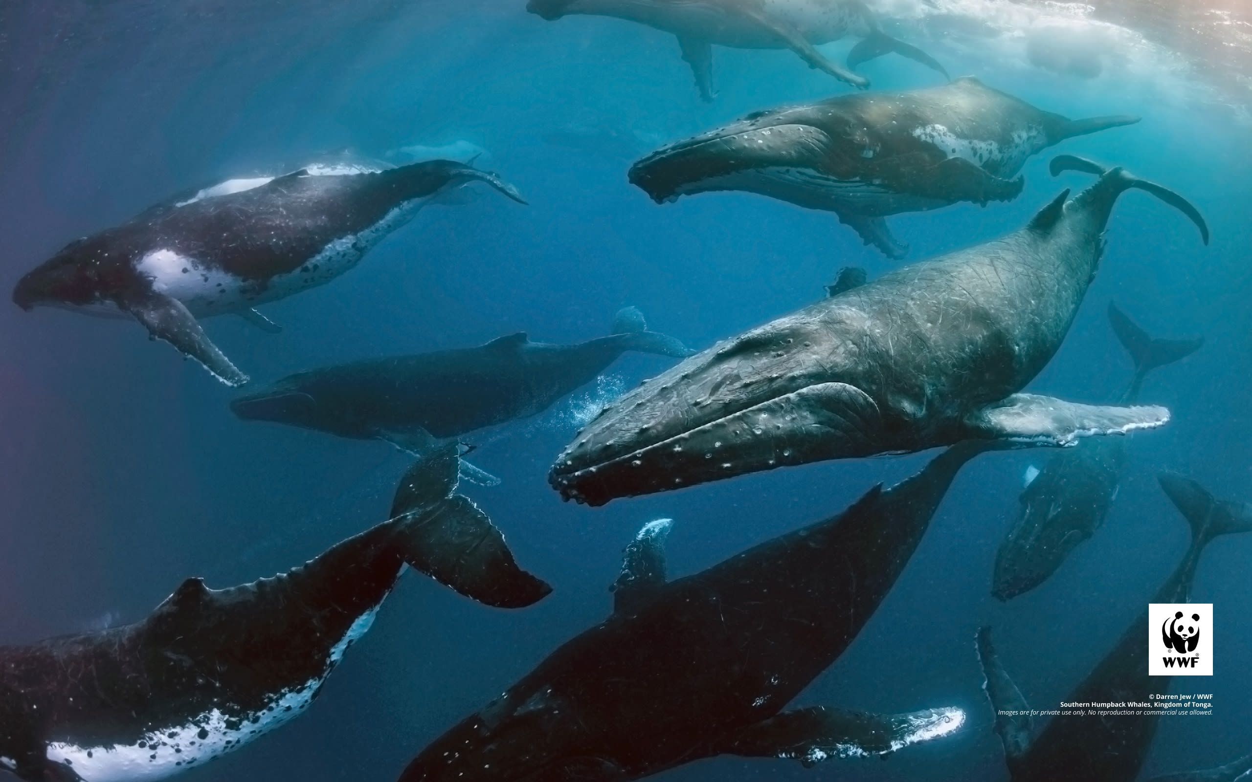 2560x1600 Whales Australia