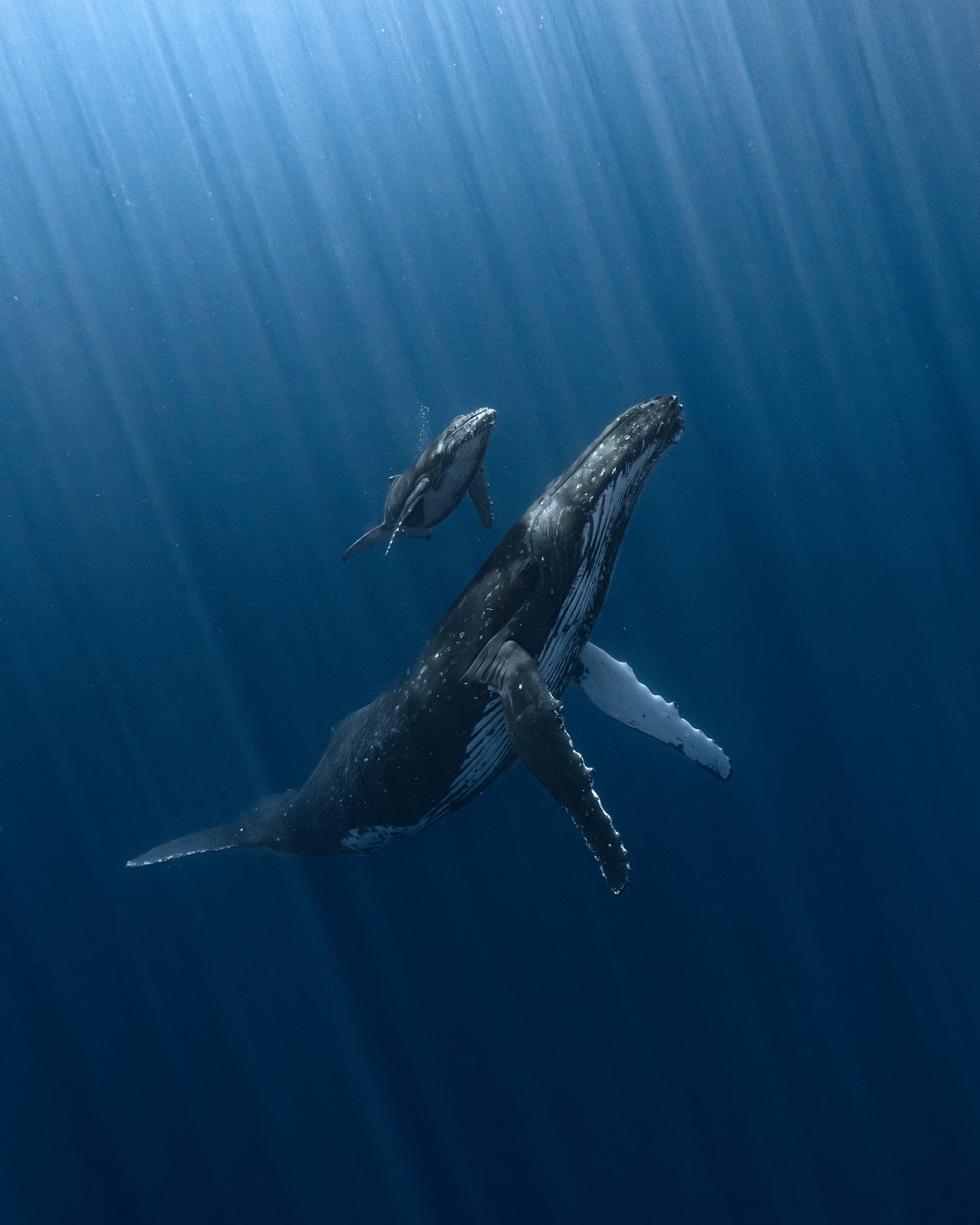 2048x2560 Intimate image of whale calf and mother win 2025 Underwater Photographer of the Year