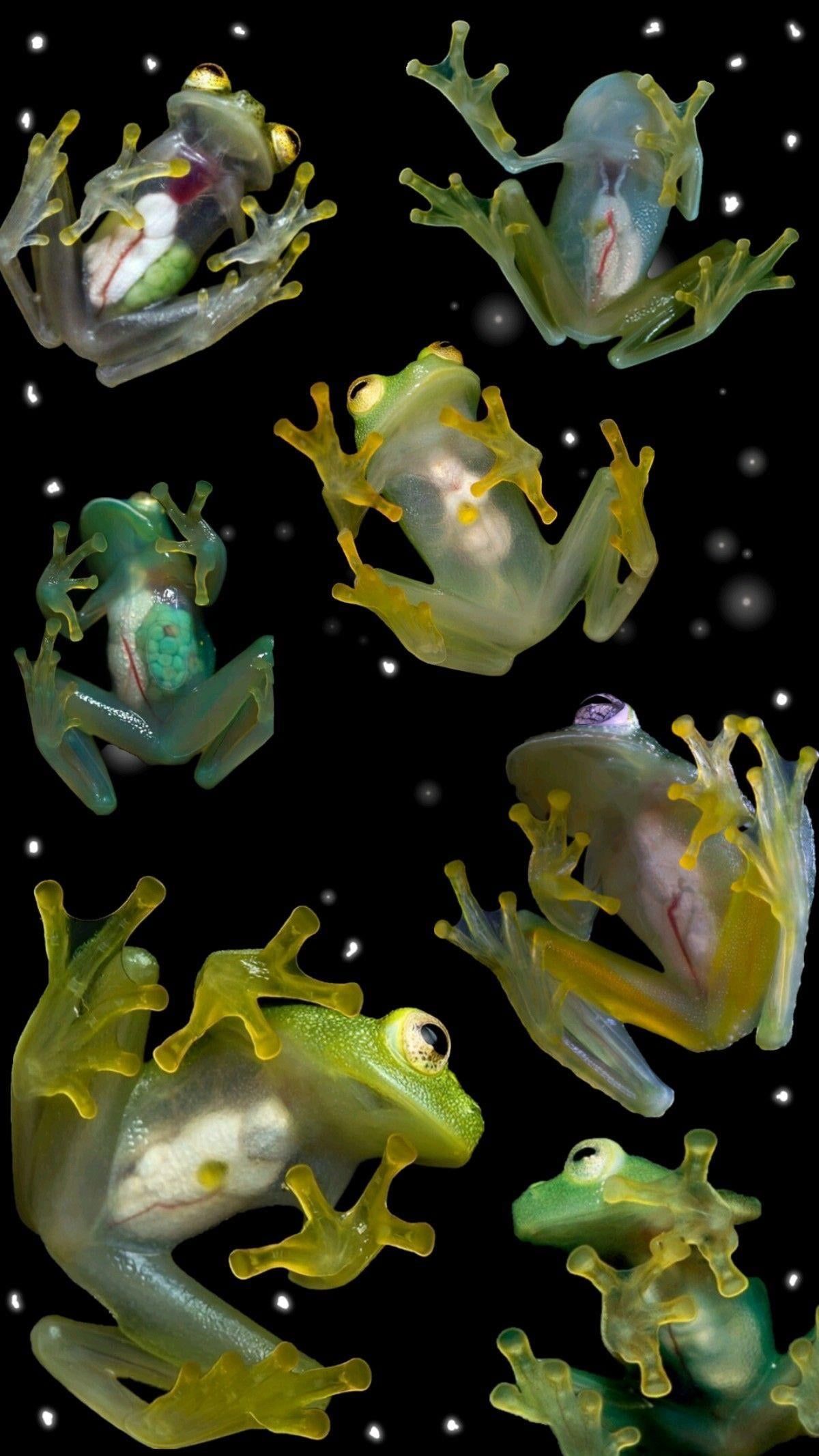 1200x2133 Can You Show Me The Coolest Wallpaper Of Frog S You Have Seen?