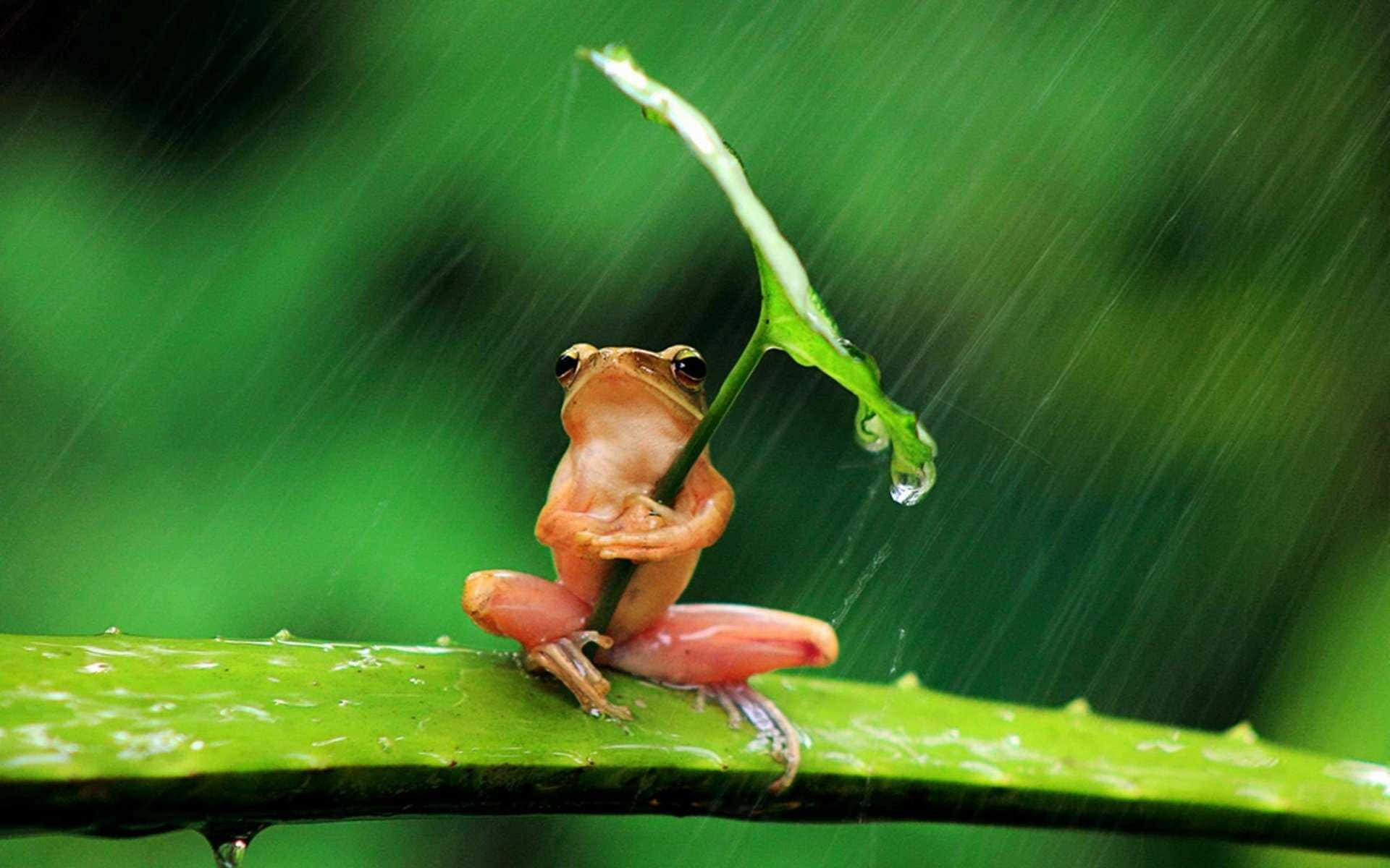 1920x1200 Cute Frog Background